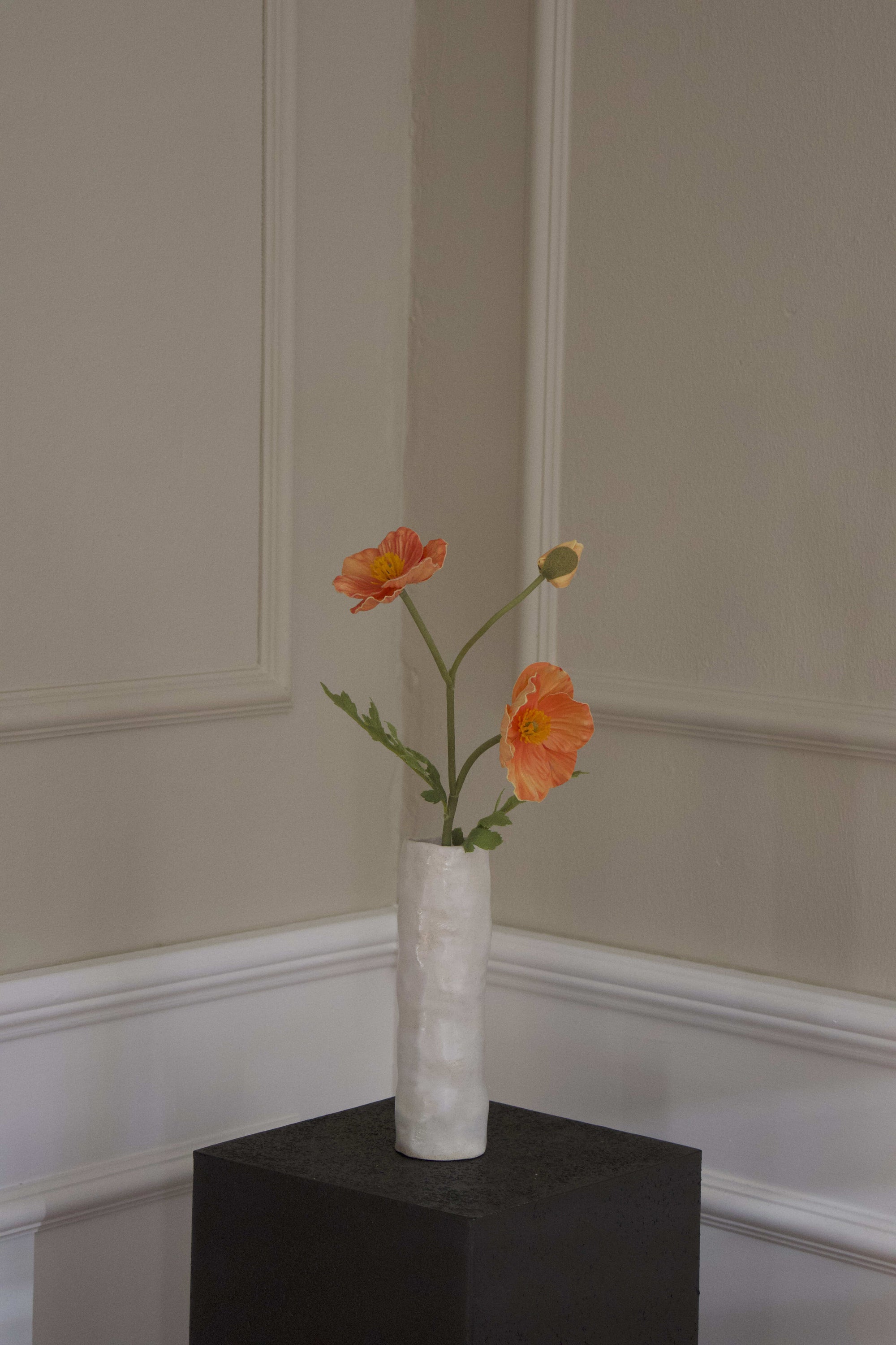 Anemone