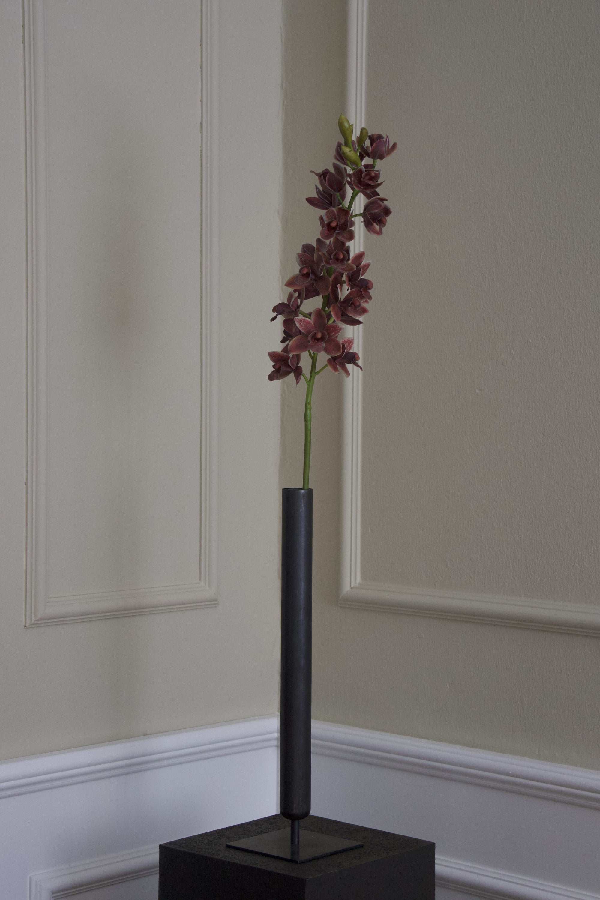 Cymbidium Orkidé