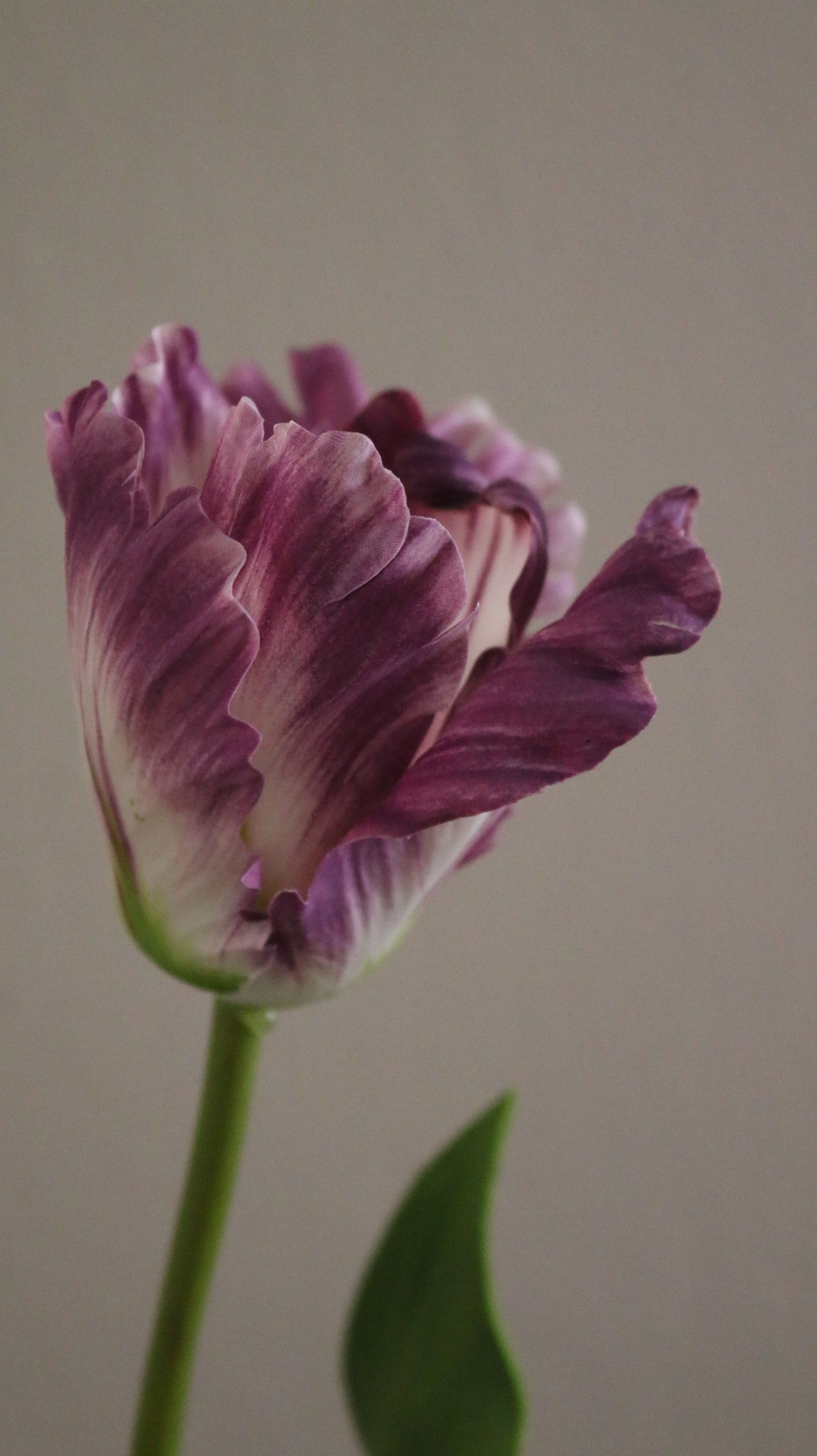 Papegøje tulipan