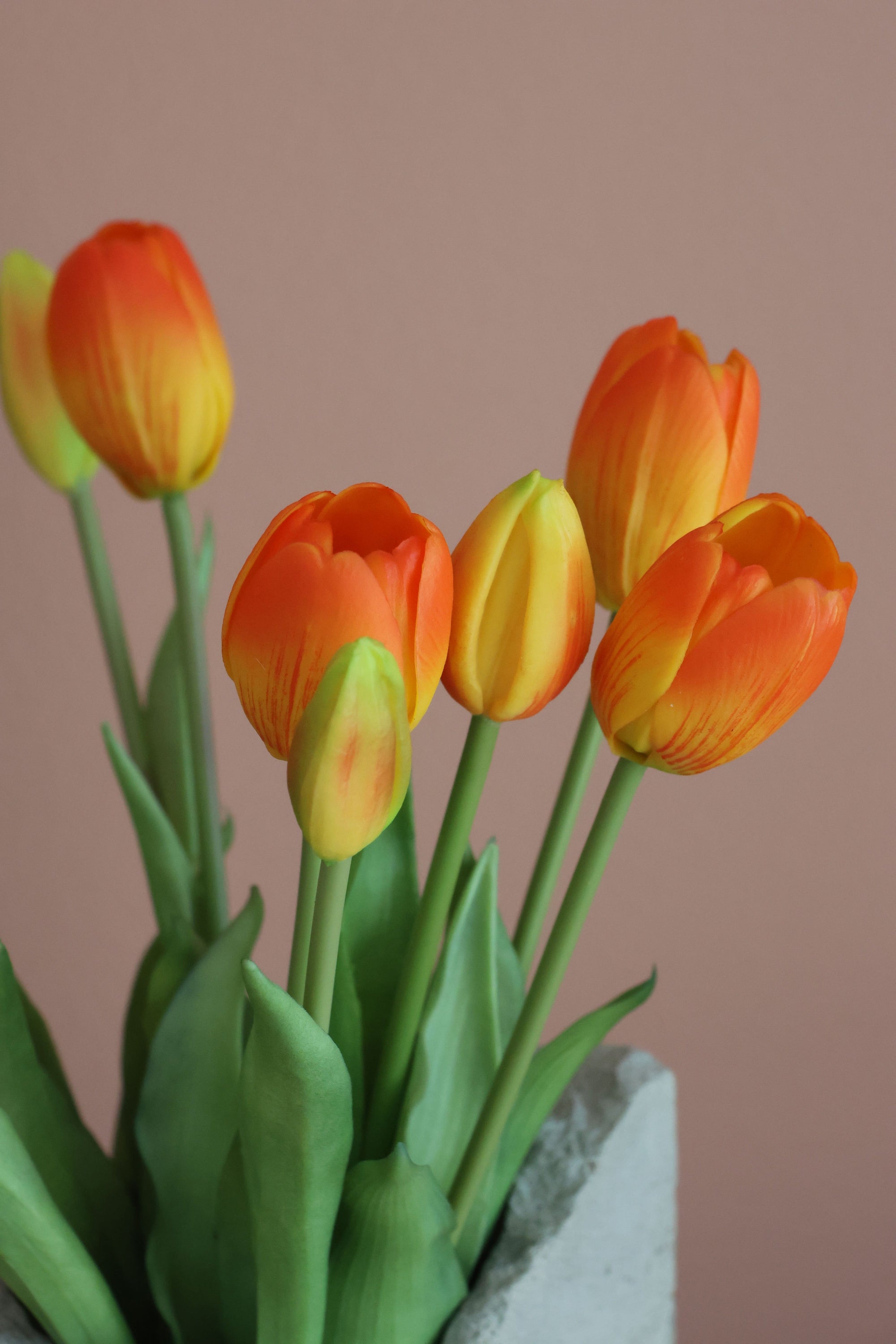 Tulipaner Orange