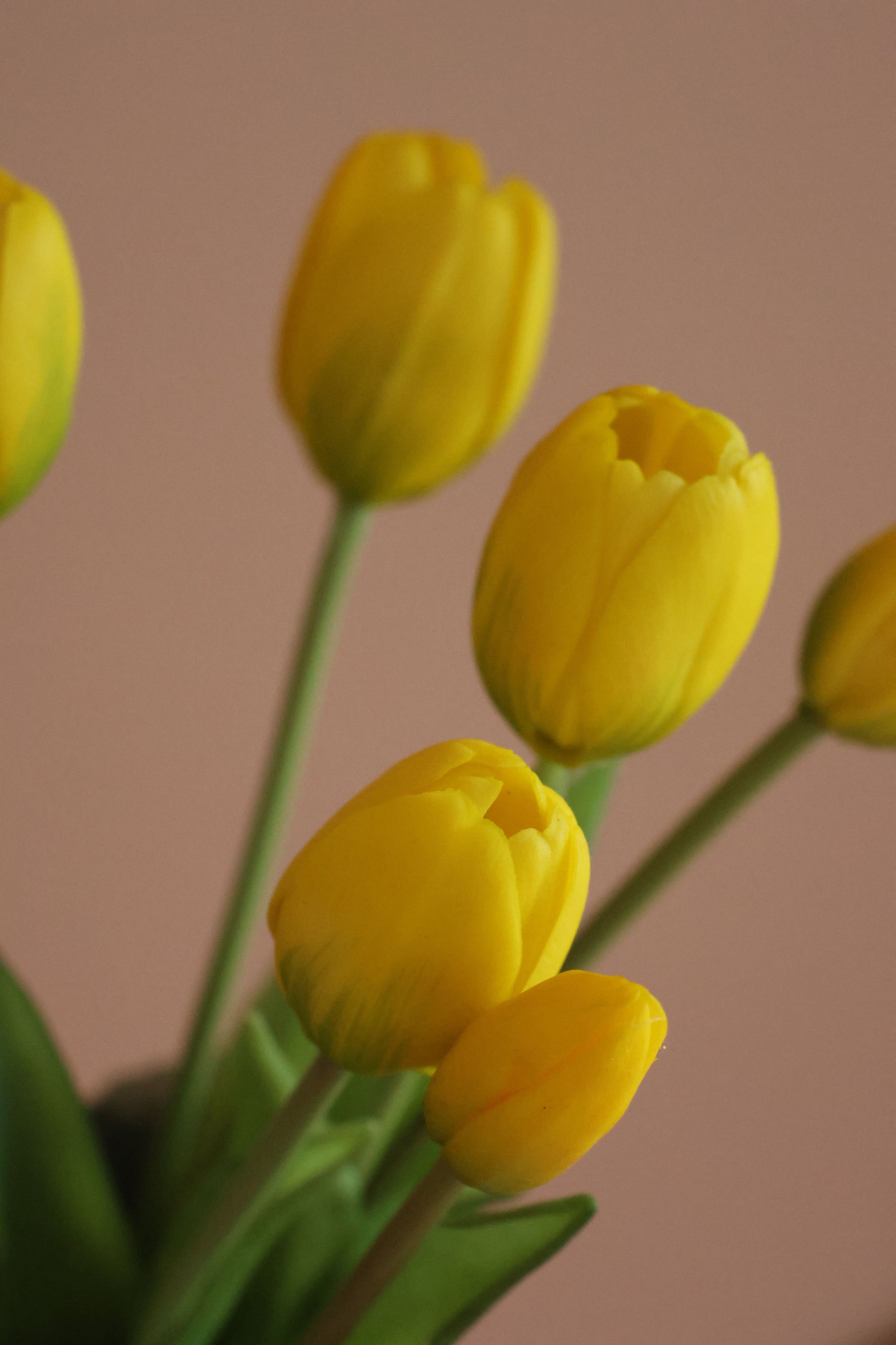 Tulipaner Gul