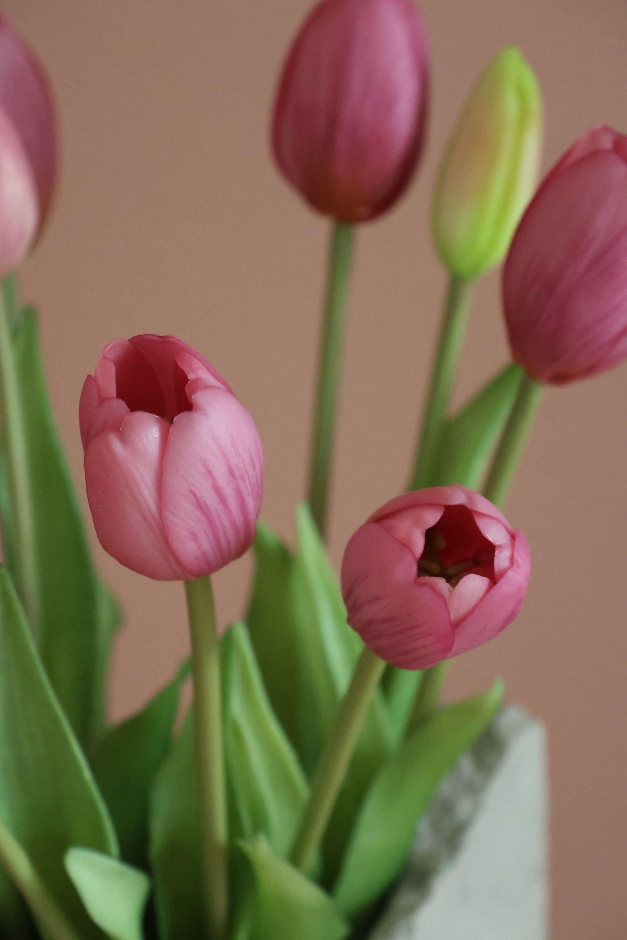 Tulipaner Rosa