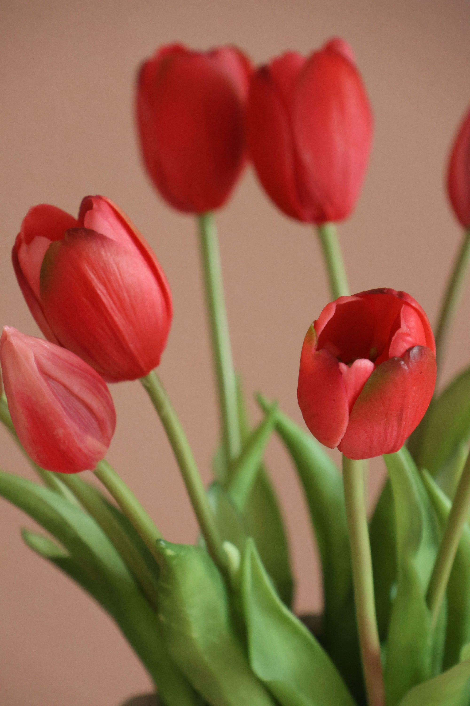 Tulipaner Pink