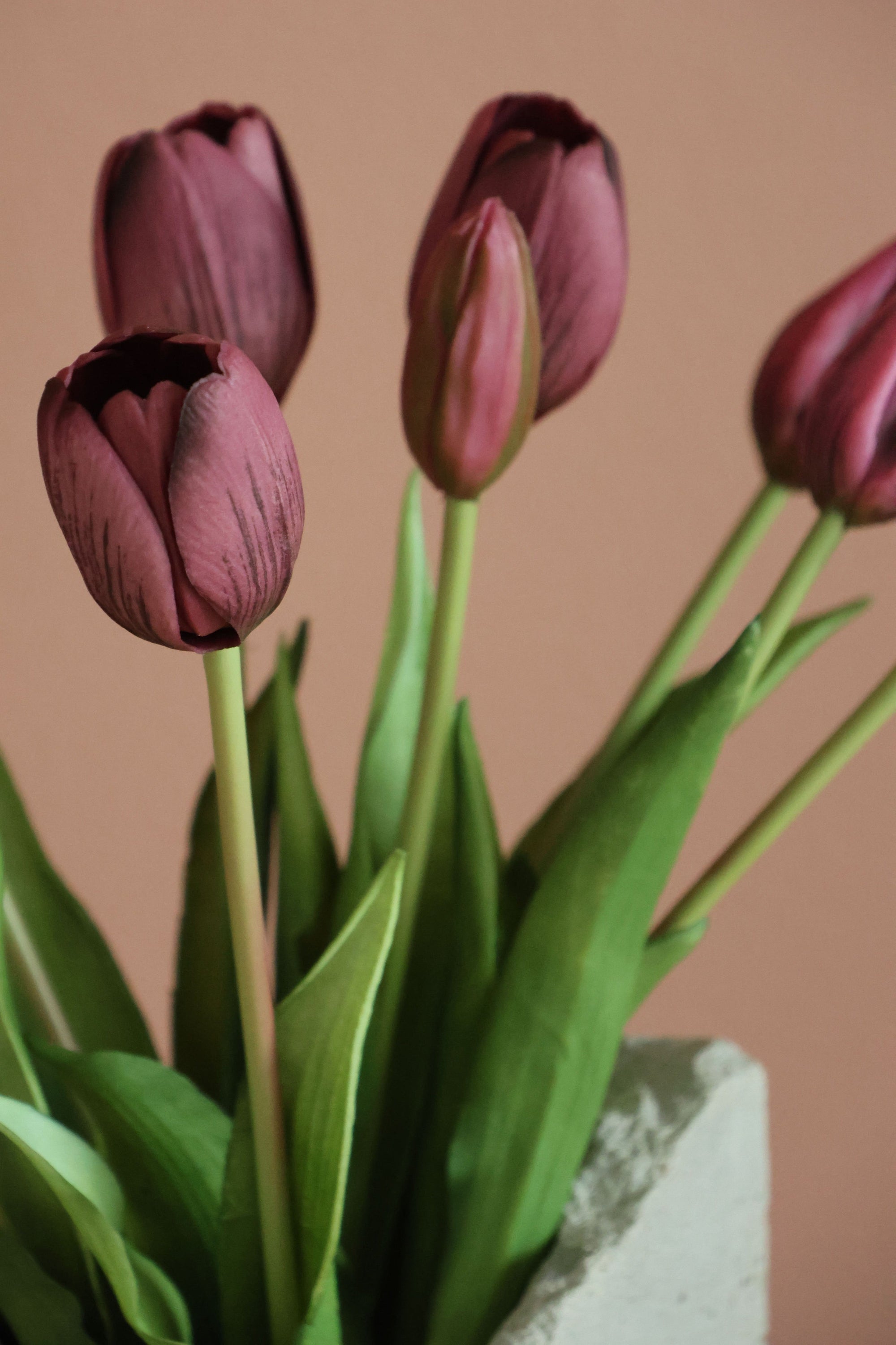 Tulipaner Lilla