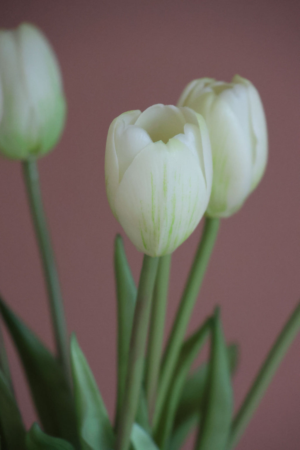 Tulipaner Hvid
