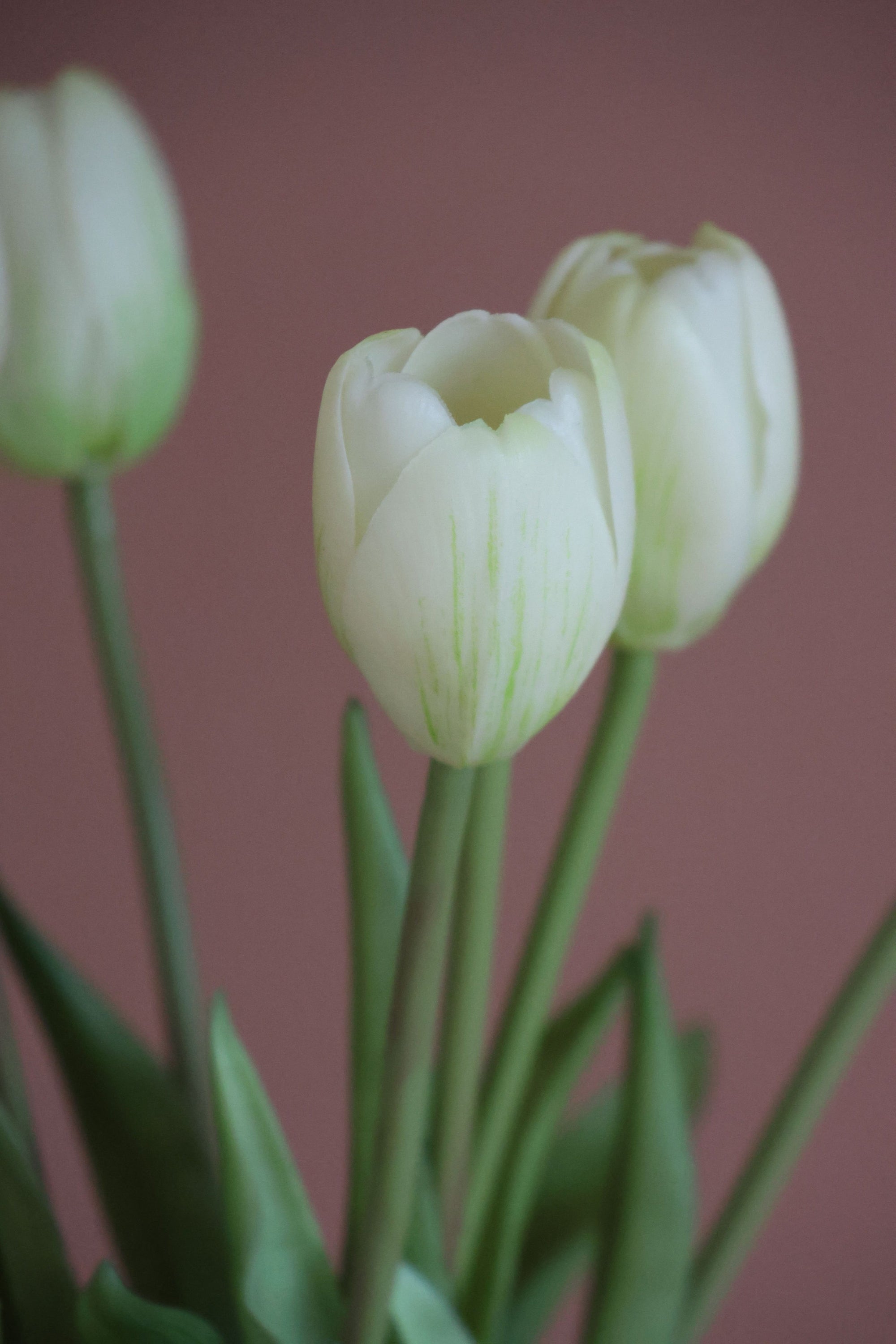 Tulipaner Hvid