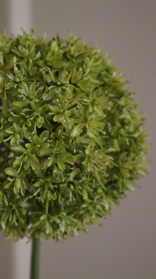 Allium Ball
