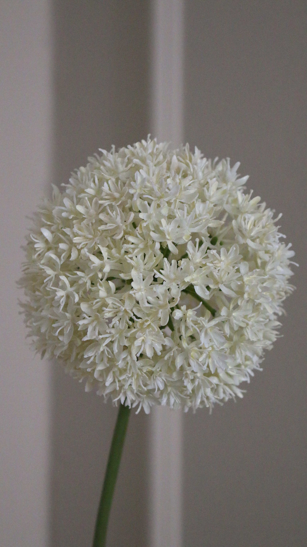 Allium Ball