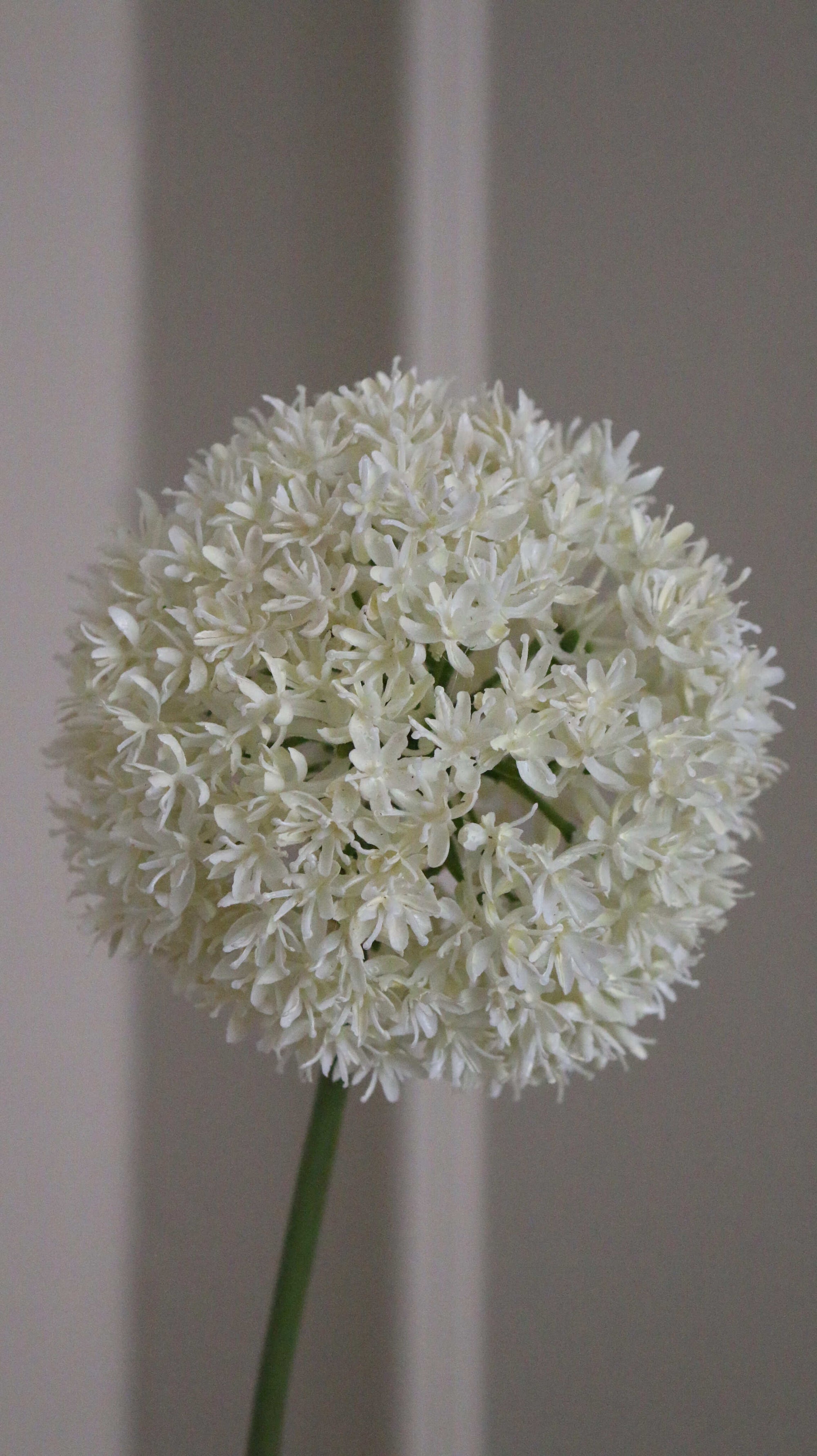 Allium Ball