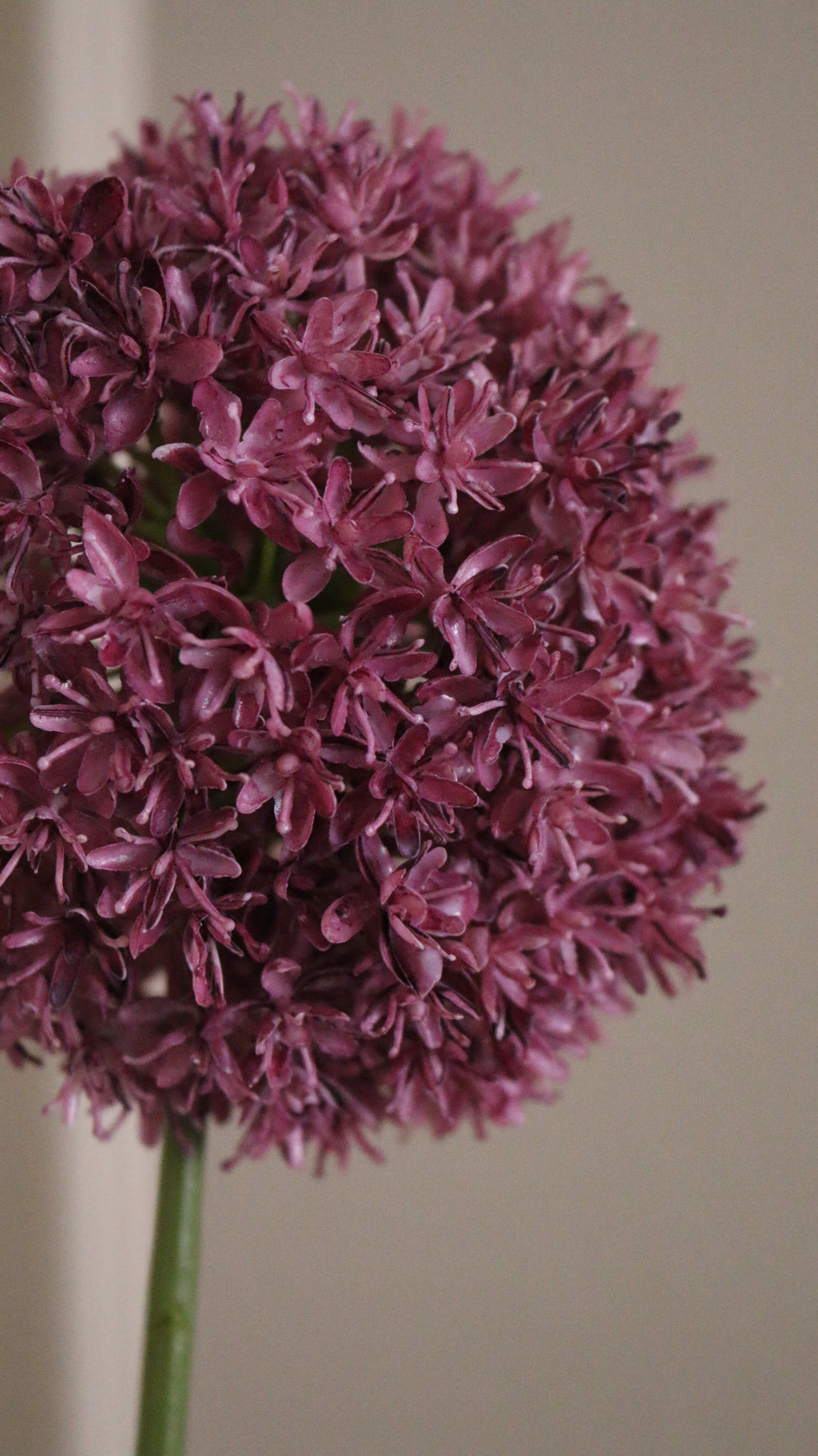 Allium Ball
