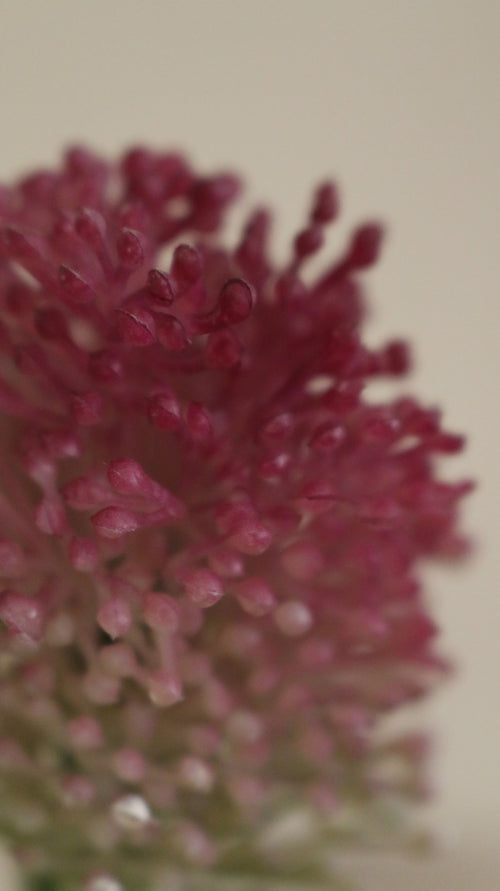 Allium
