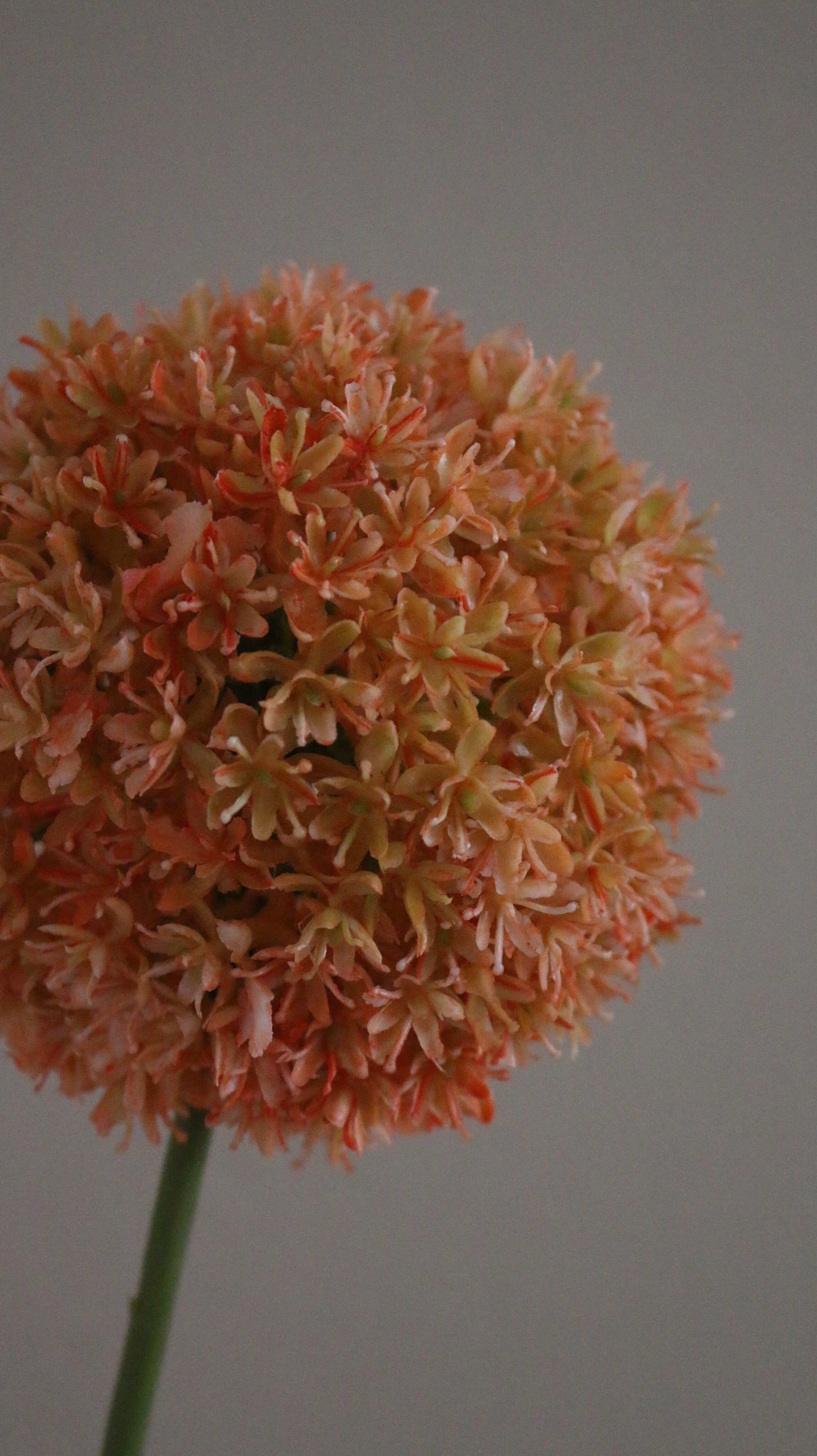 Allium Ball