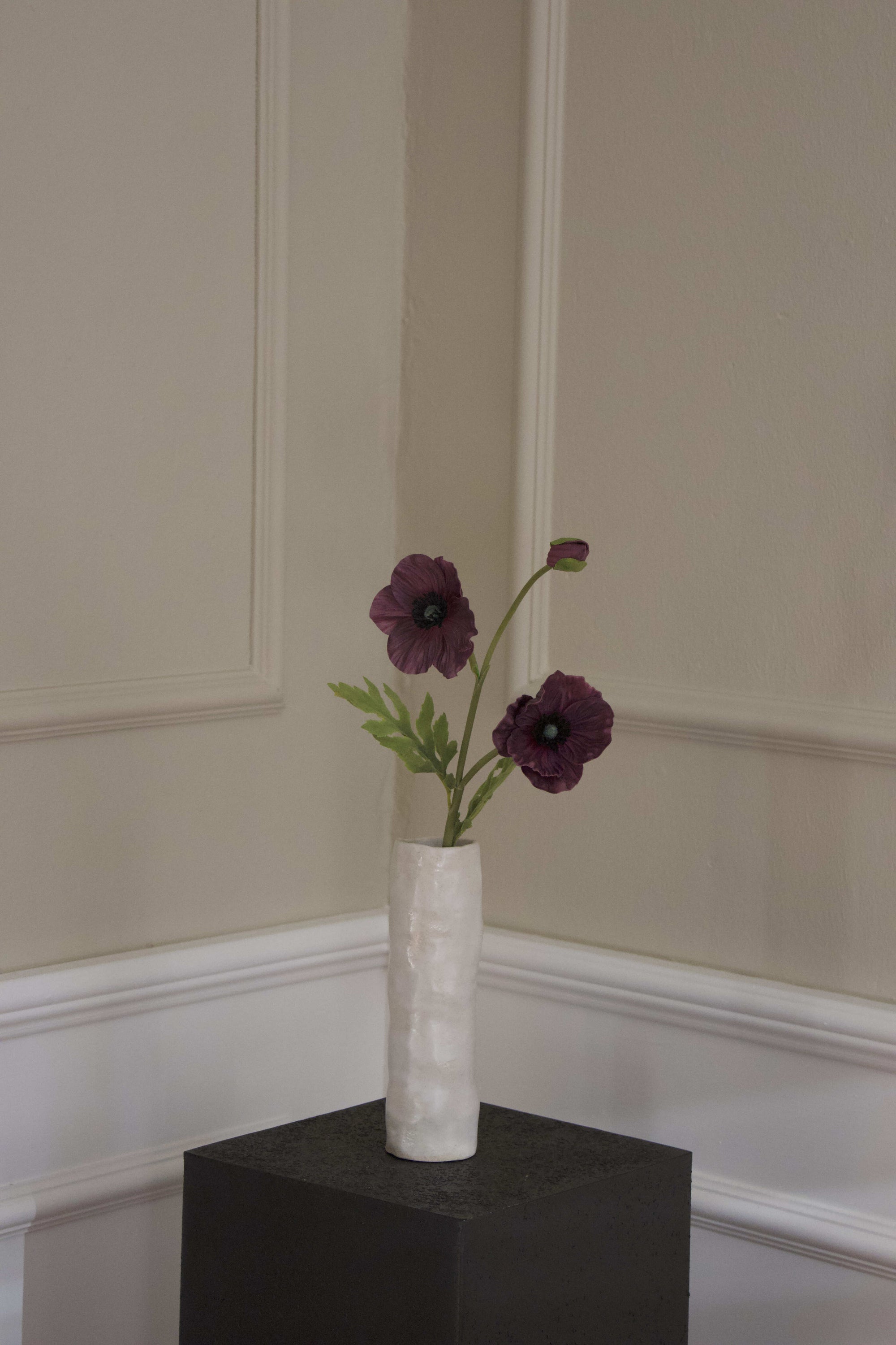 Anemone