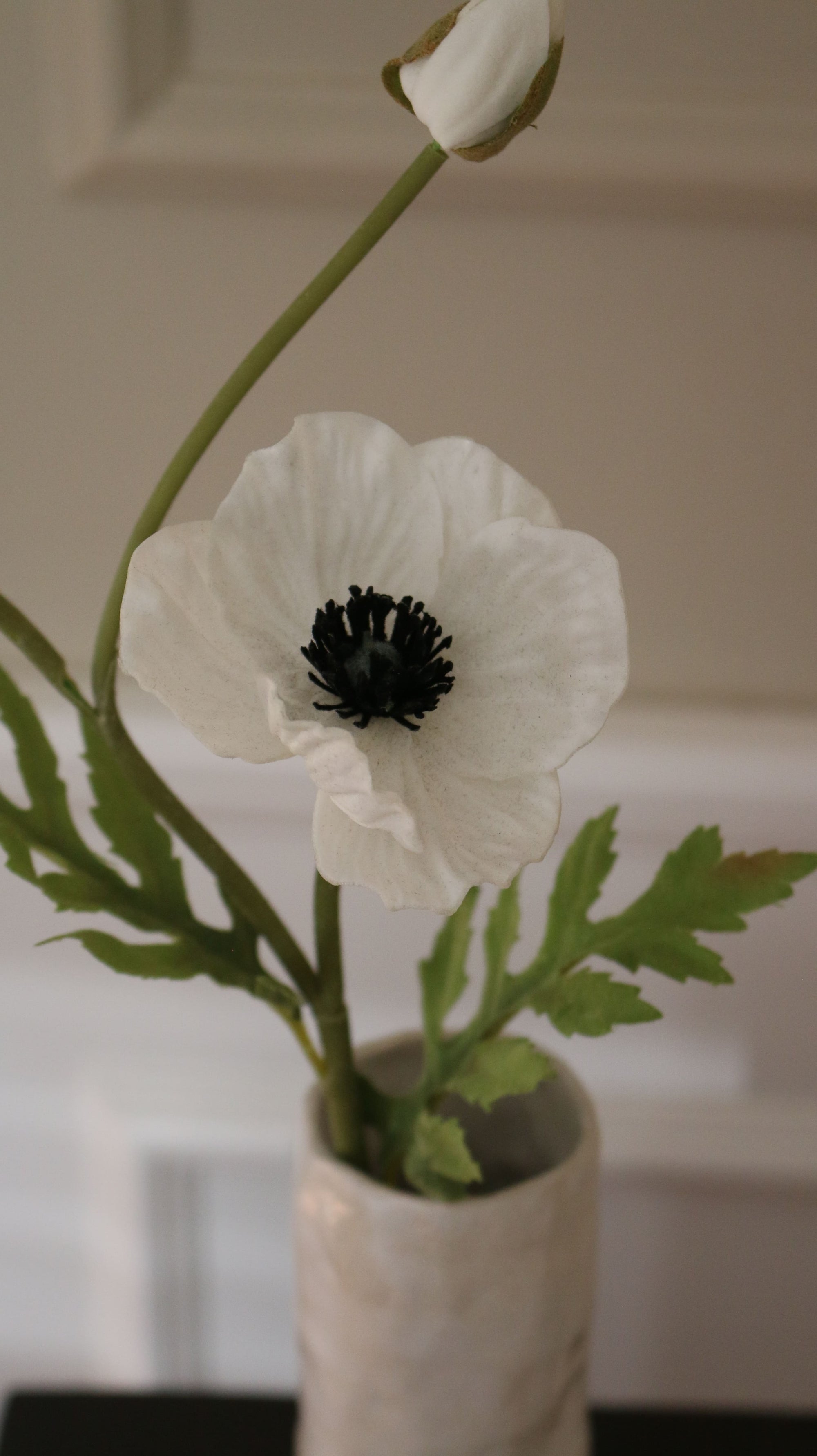 Anemone