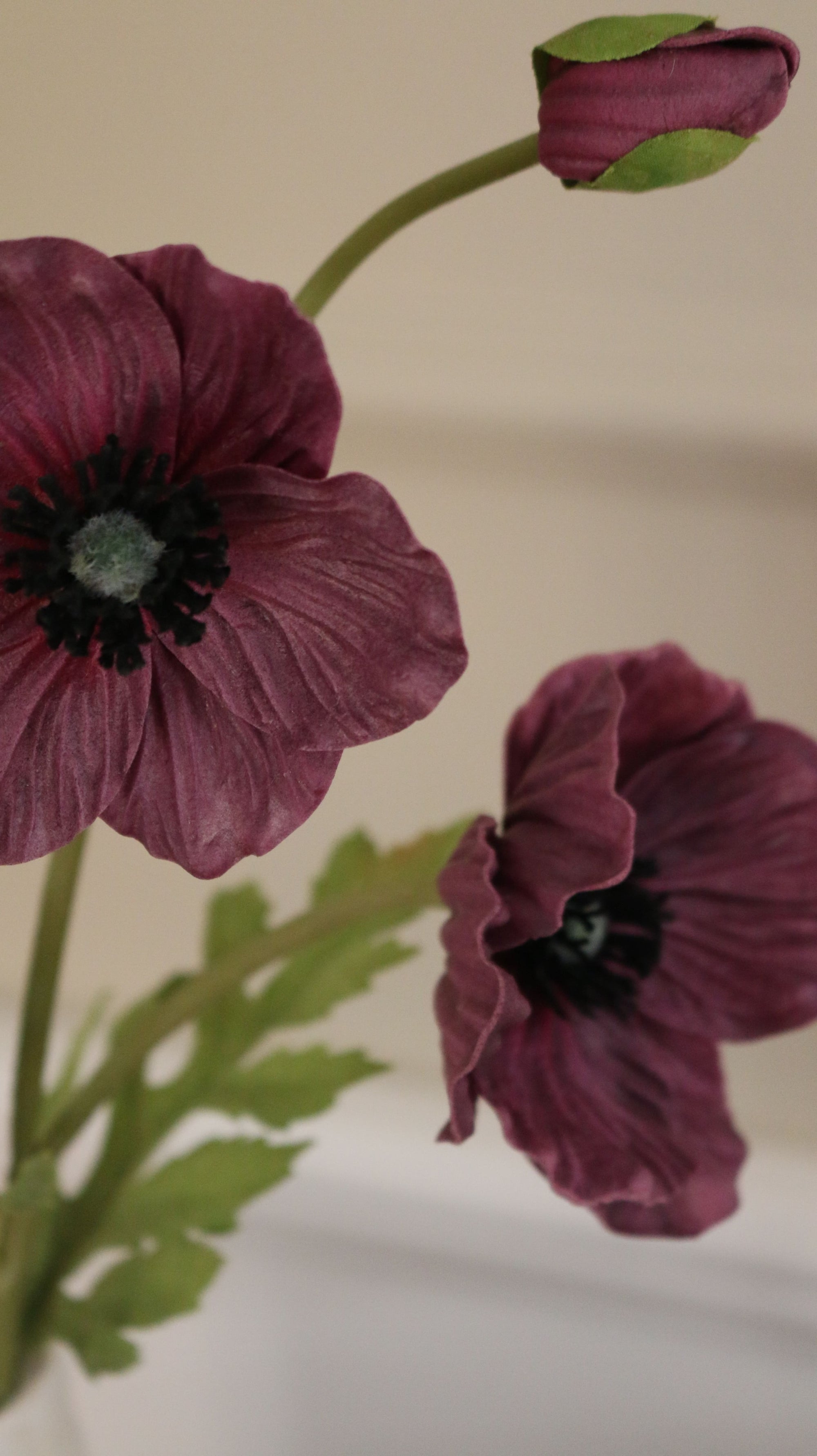 Anemone