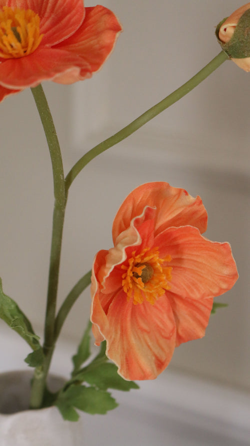 Anemone