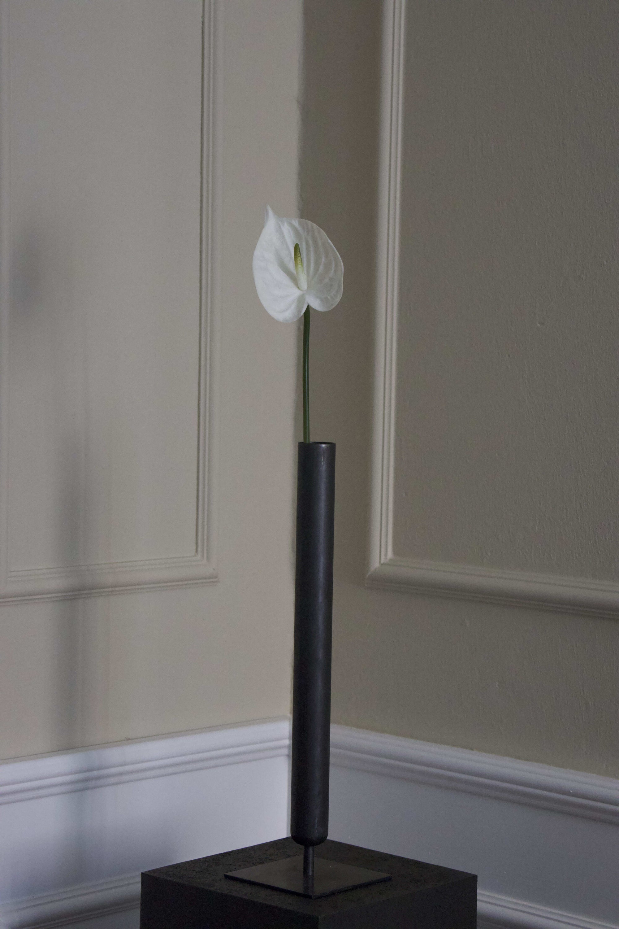 Hjerte Anthurium