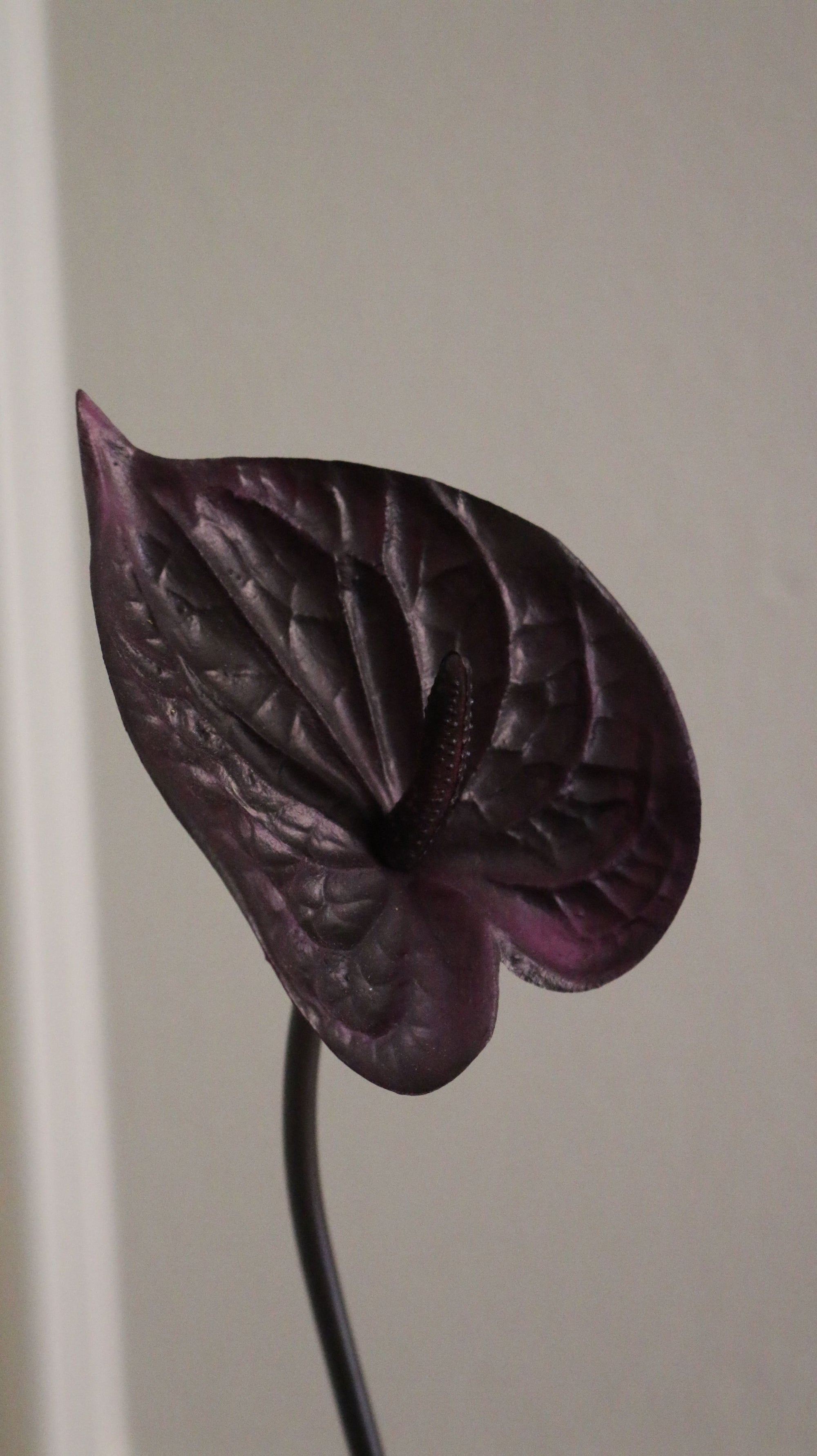 Hjerte Anthurium