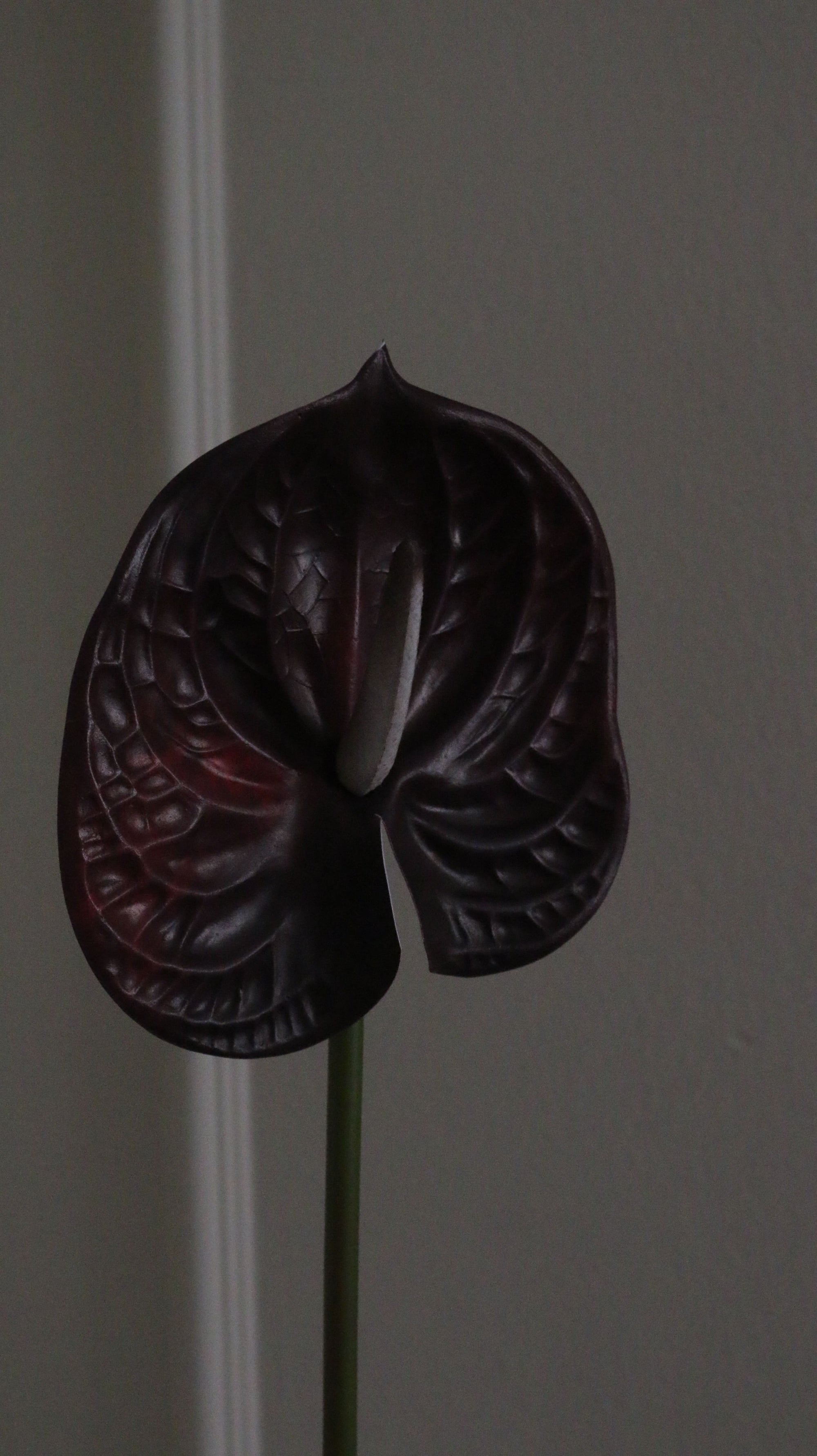 anthurium bordeaux Aura Copenhagen