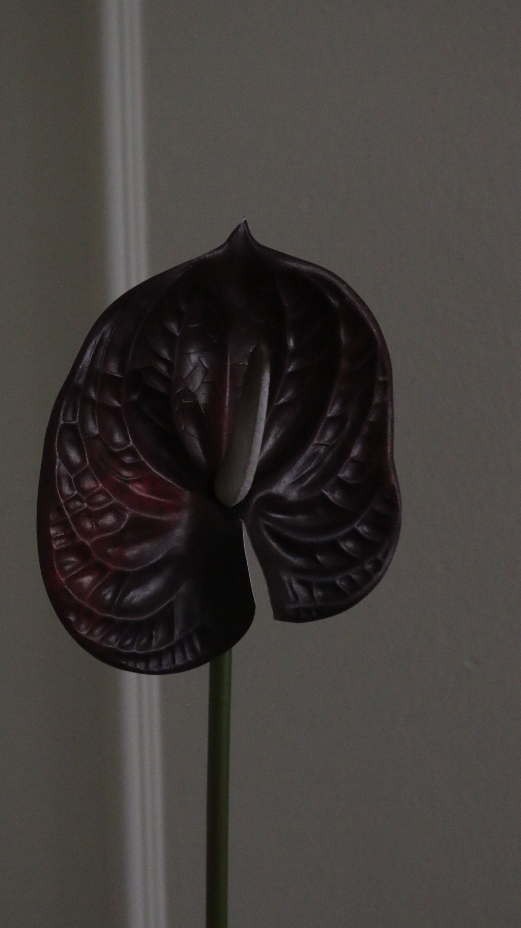 Anthurium