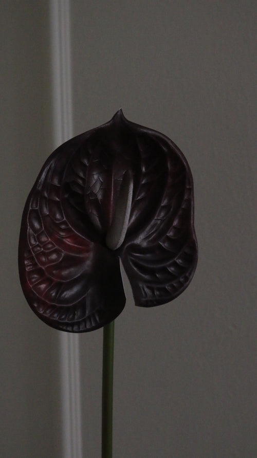 Anthurium