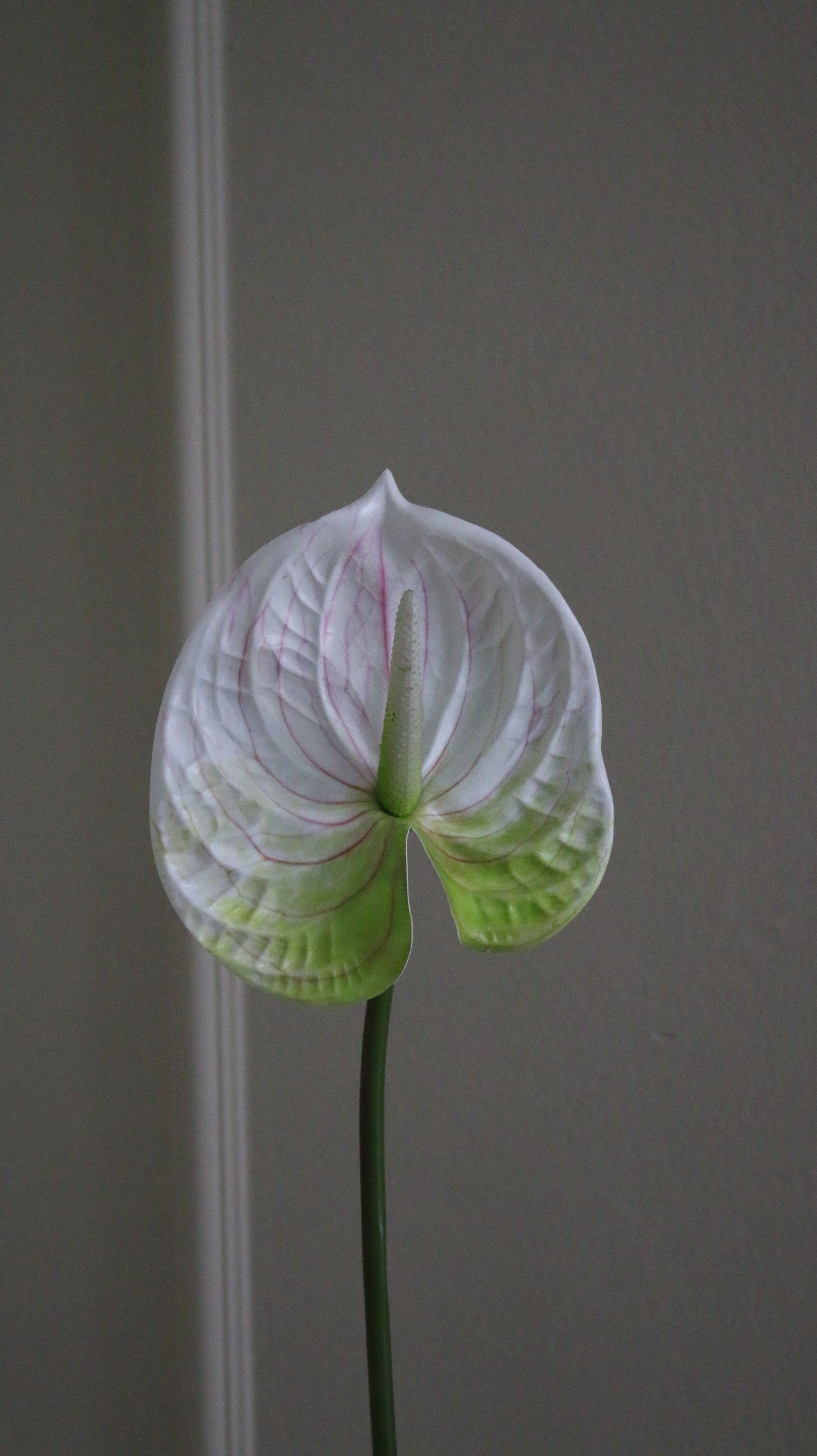 Anthurium