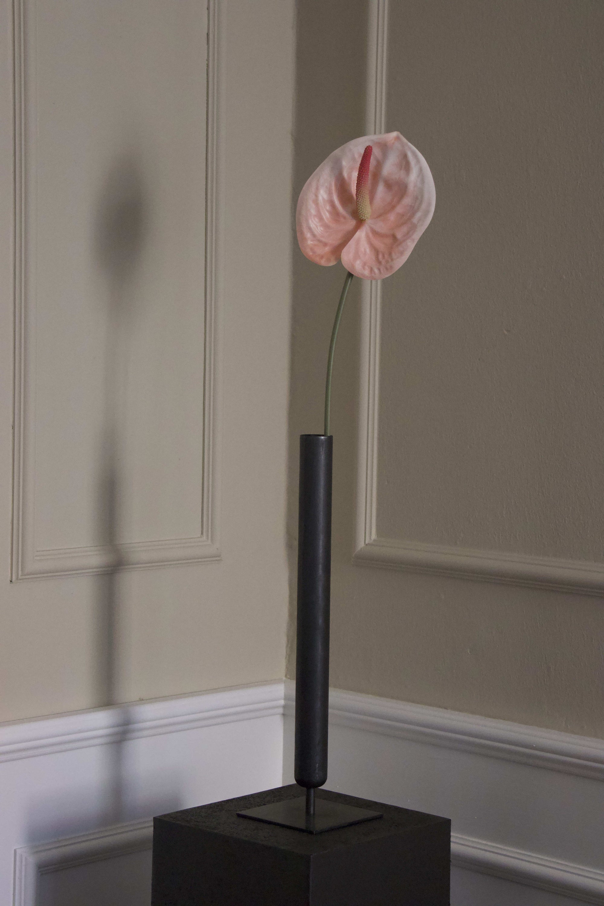 Anthurium