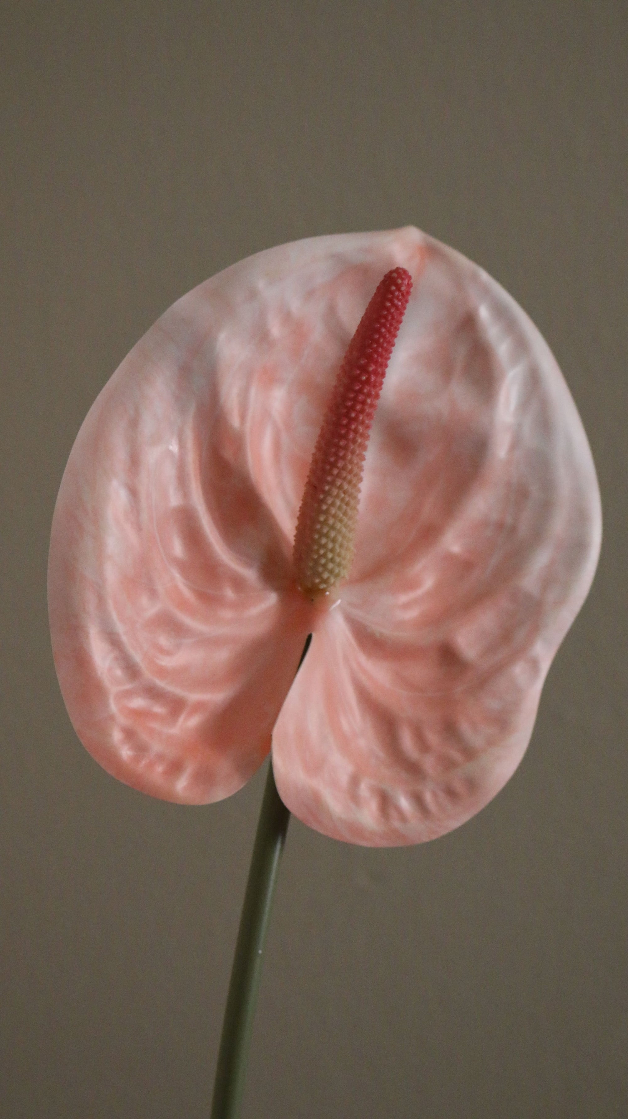 Anthurium