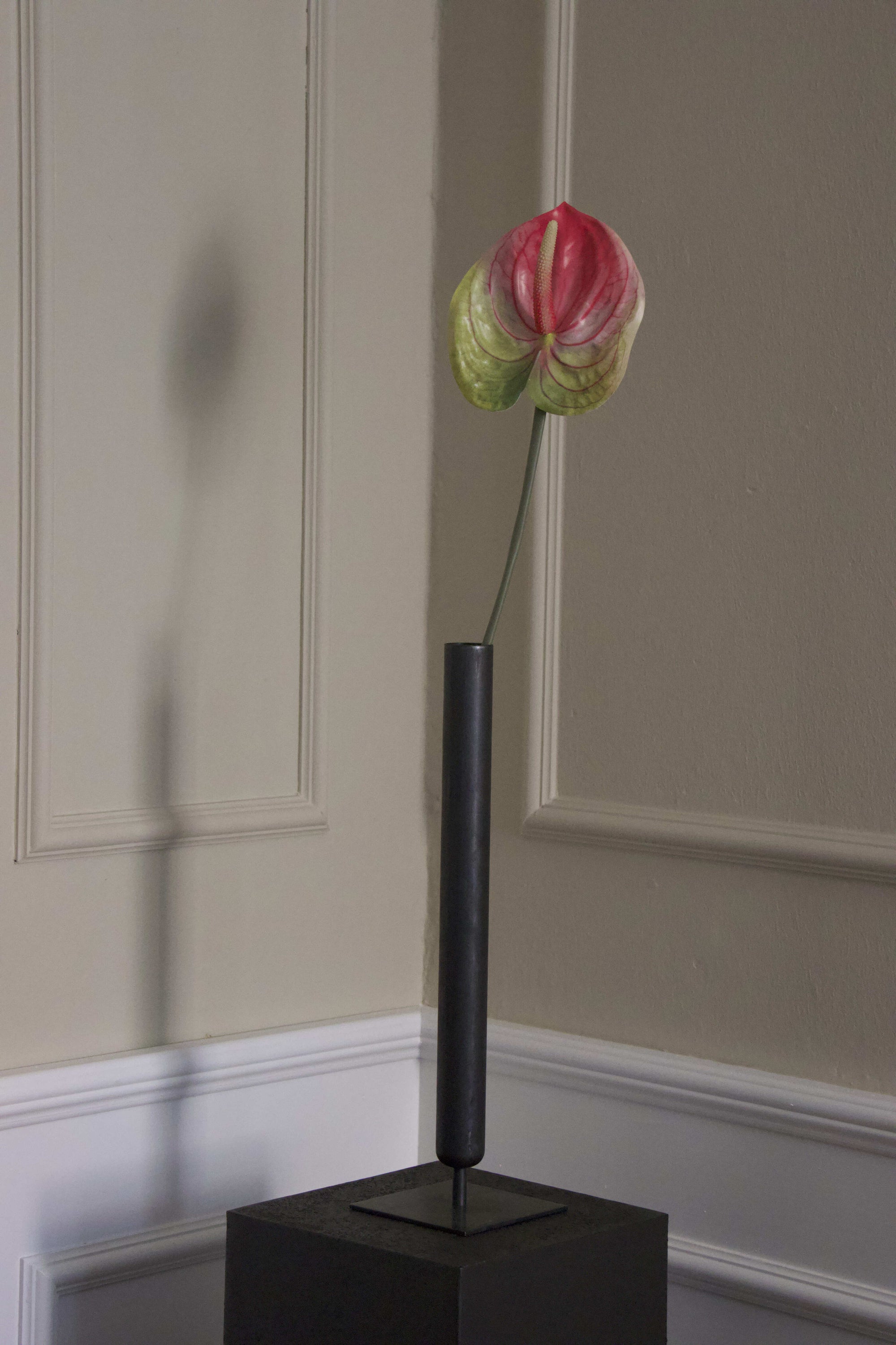 Anthurium