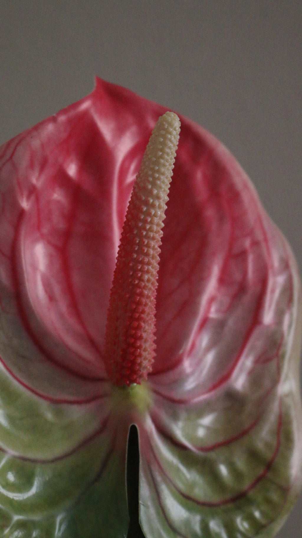 Anthurium