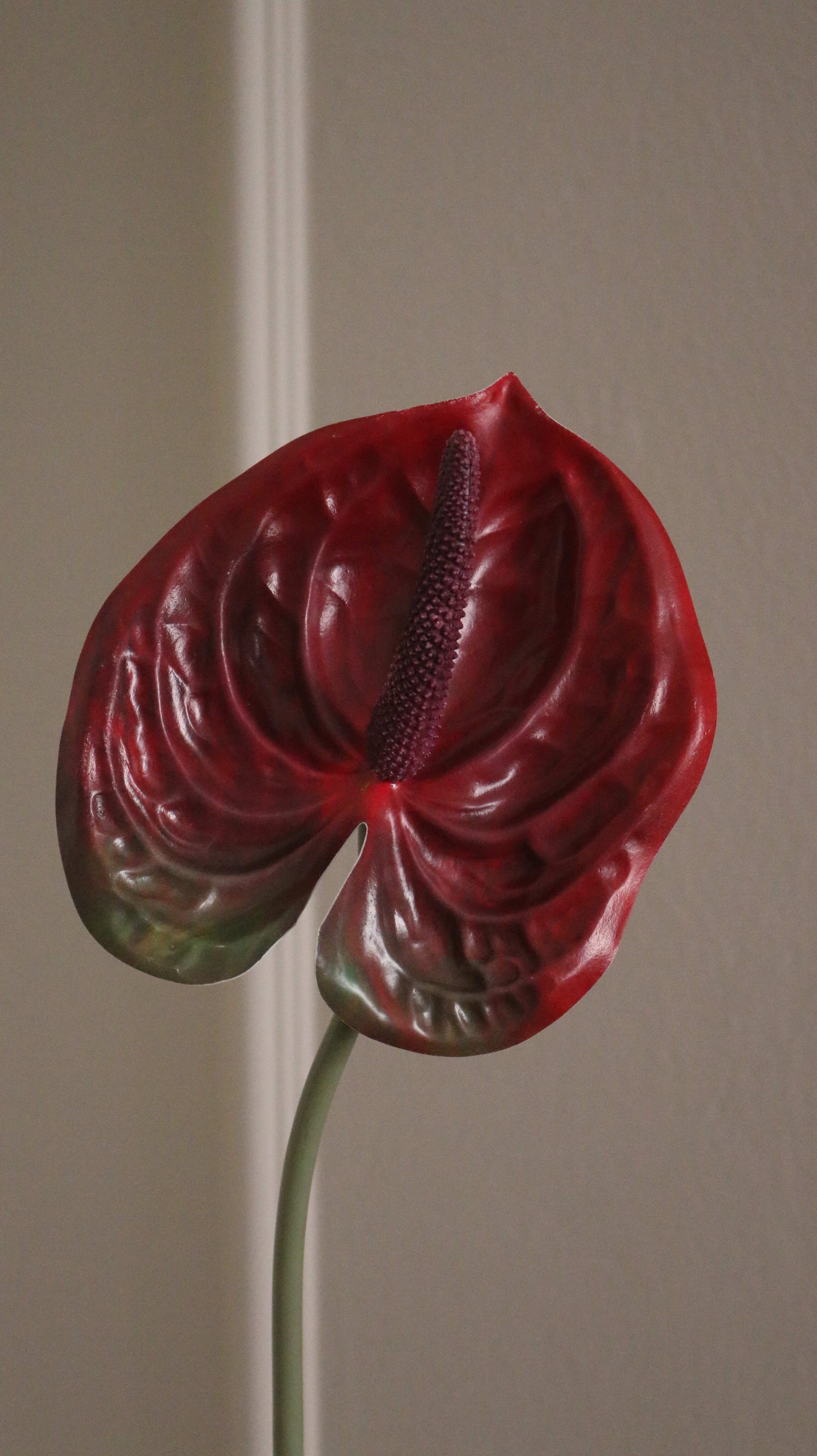 Anthurium