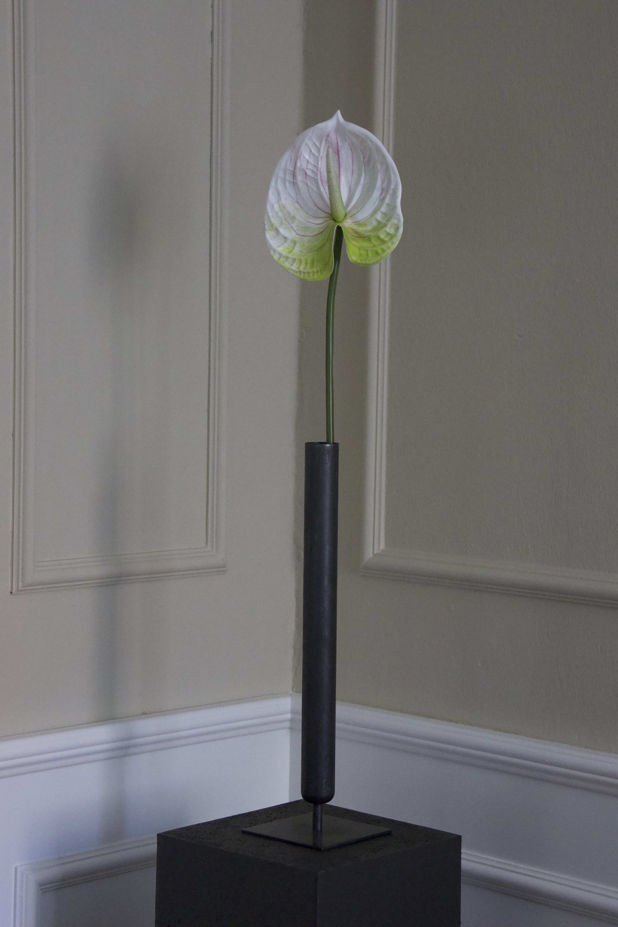 Anthurium