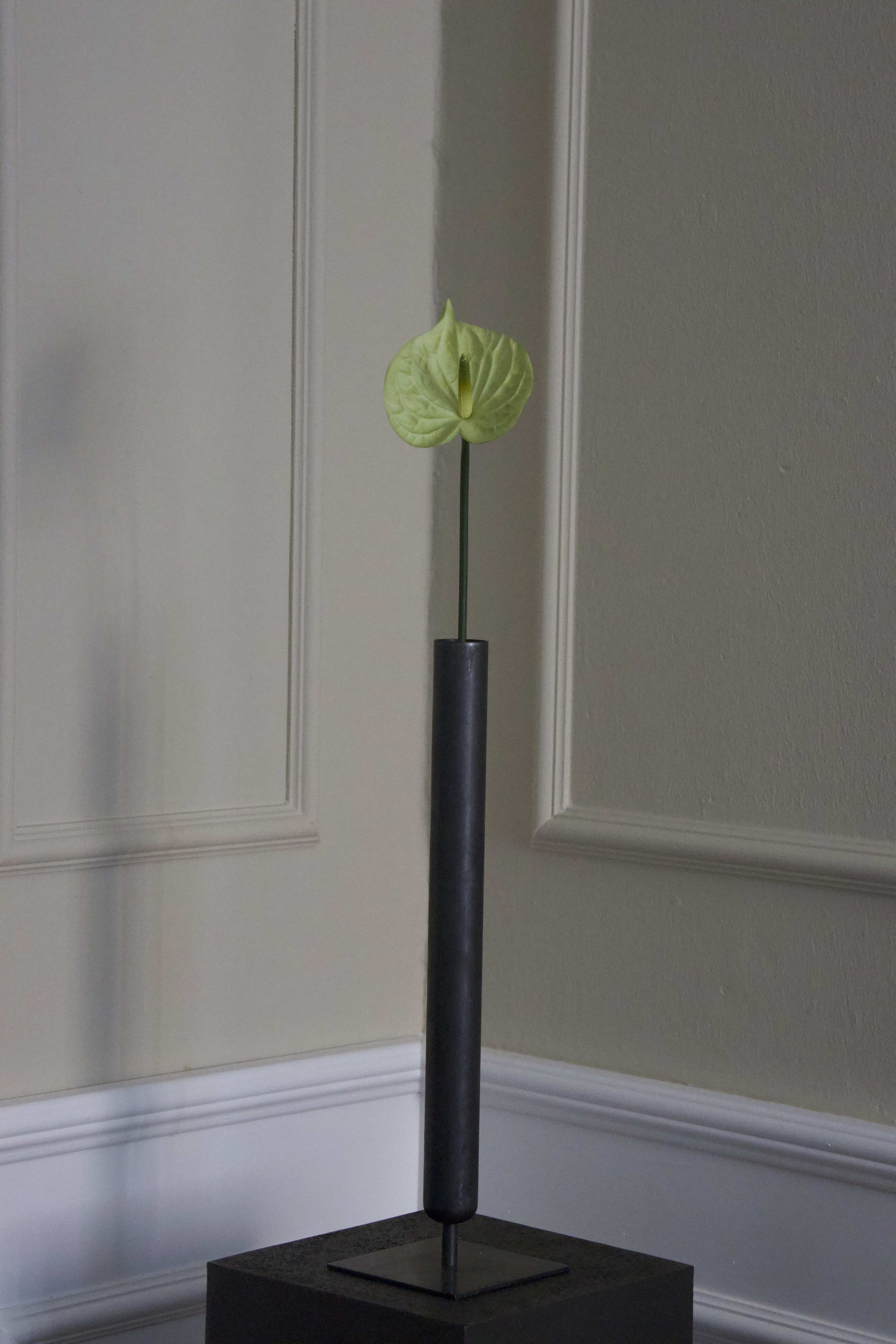 Hjerte Anthurium
