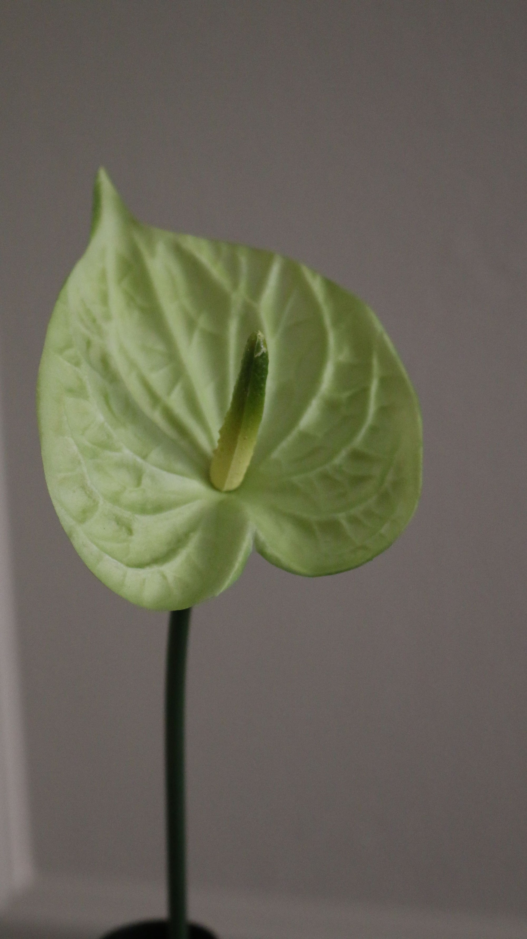 Hjerte Anthurium