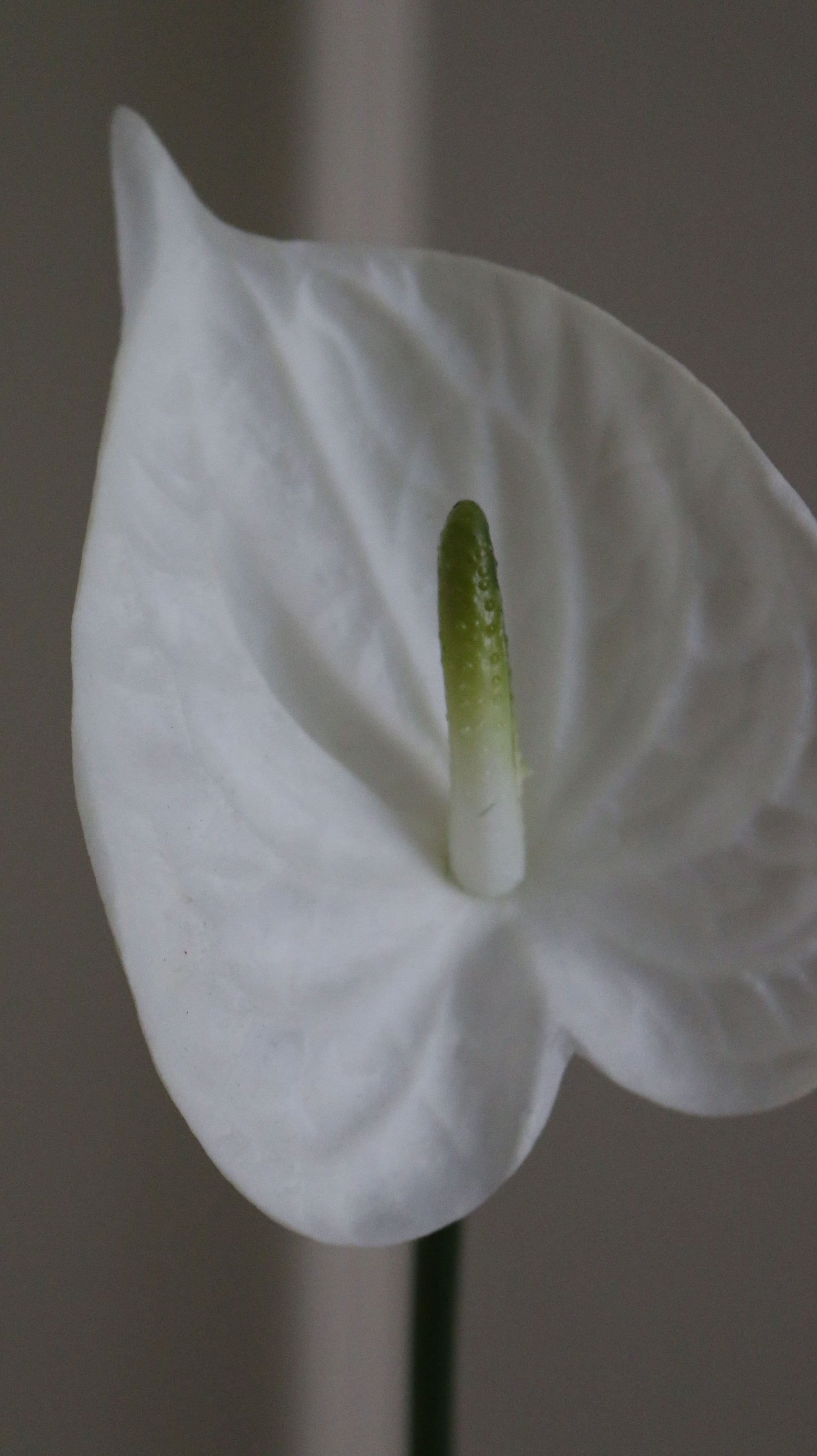 Hjerte Anthurium