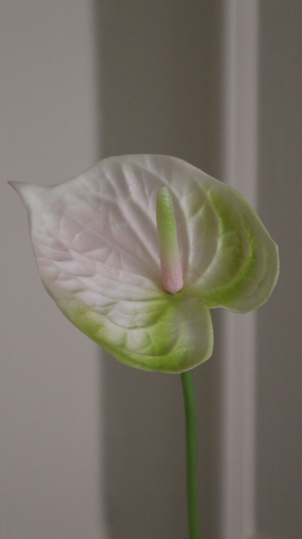Hjerte Anthurium
