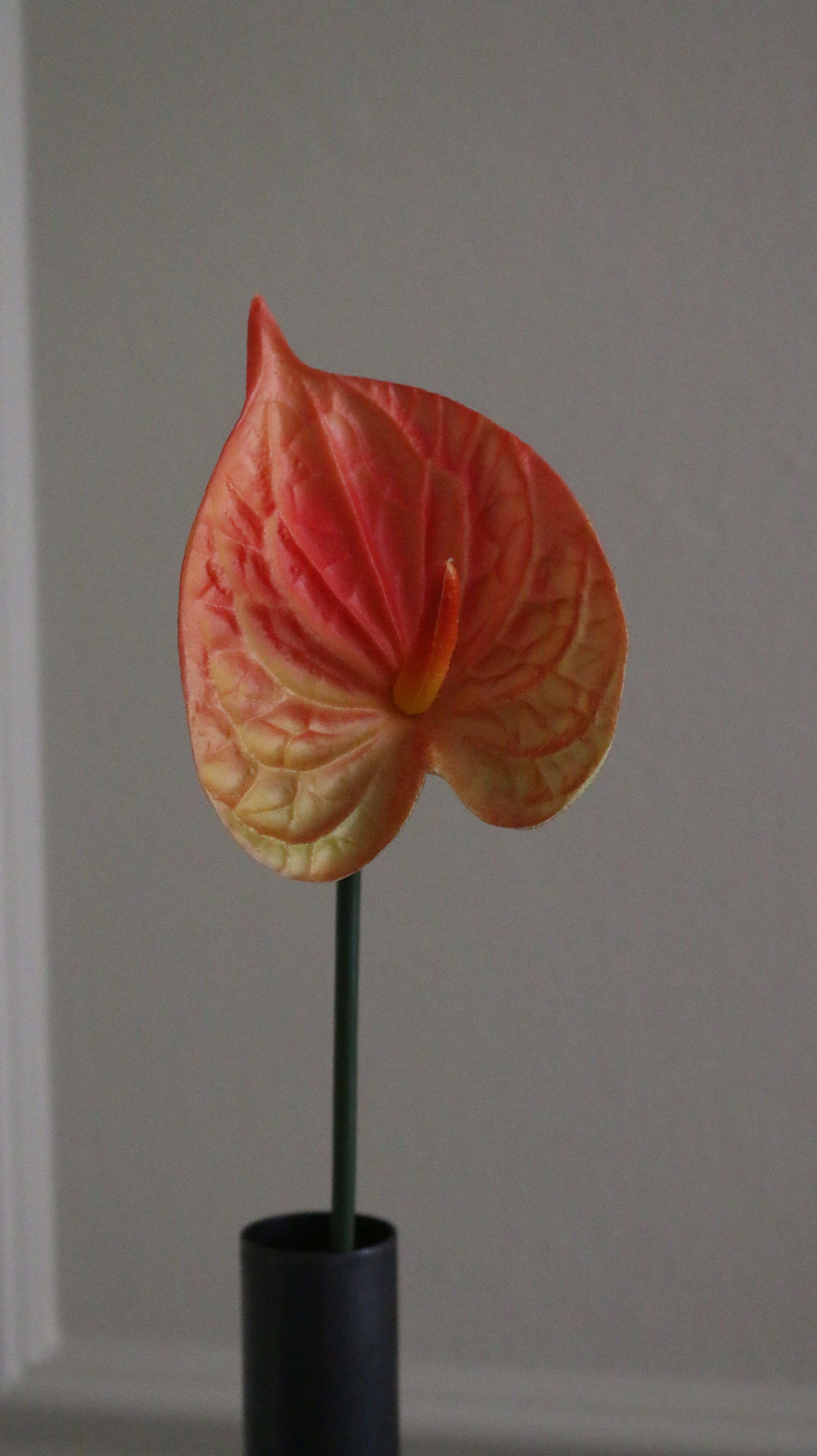 Hjerte Anthurium