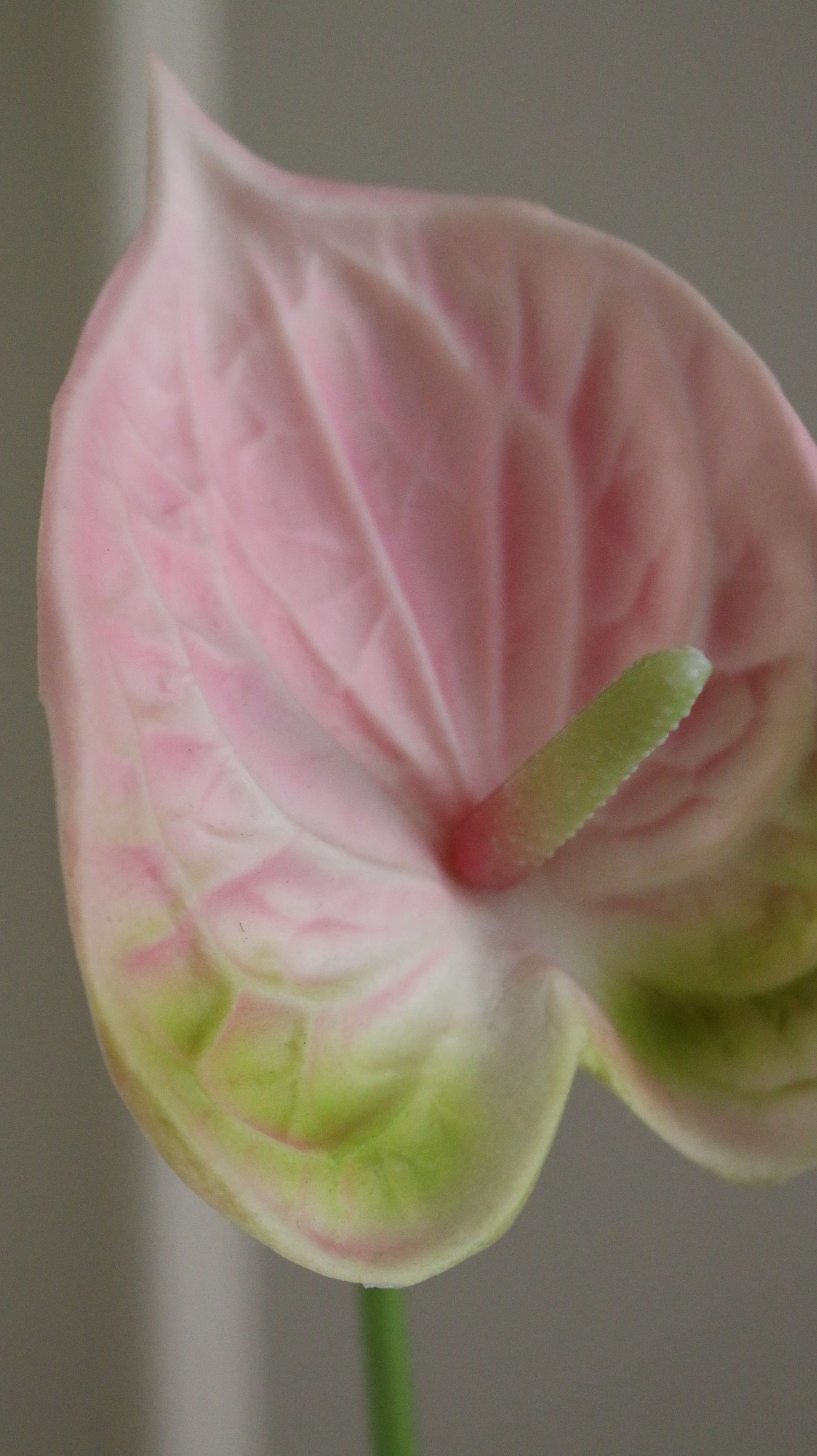 Hjerte Anthurium