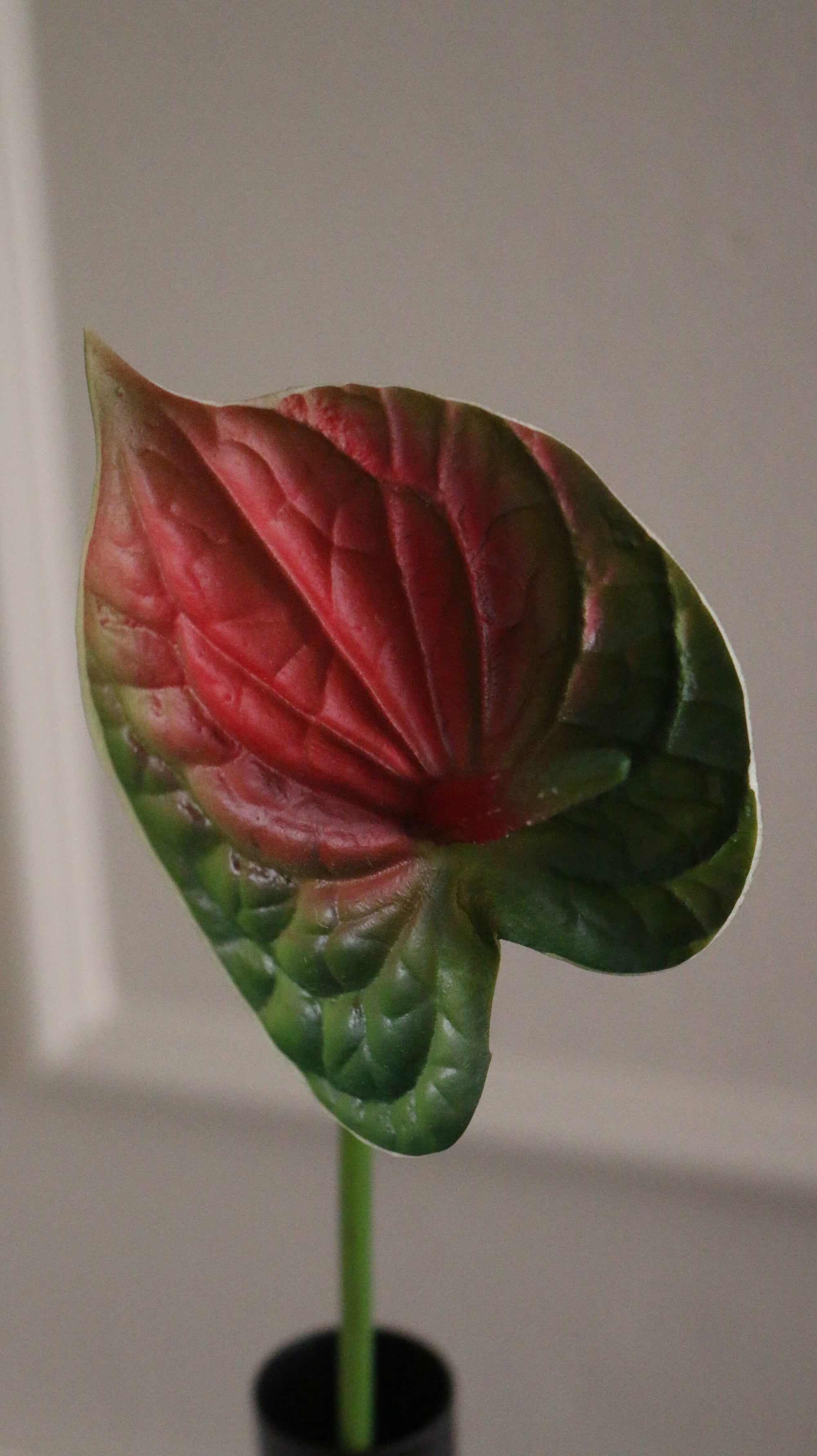 Hjerte Anthurium