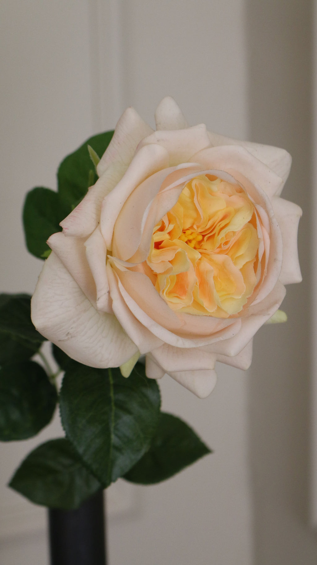 Austin Rose
