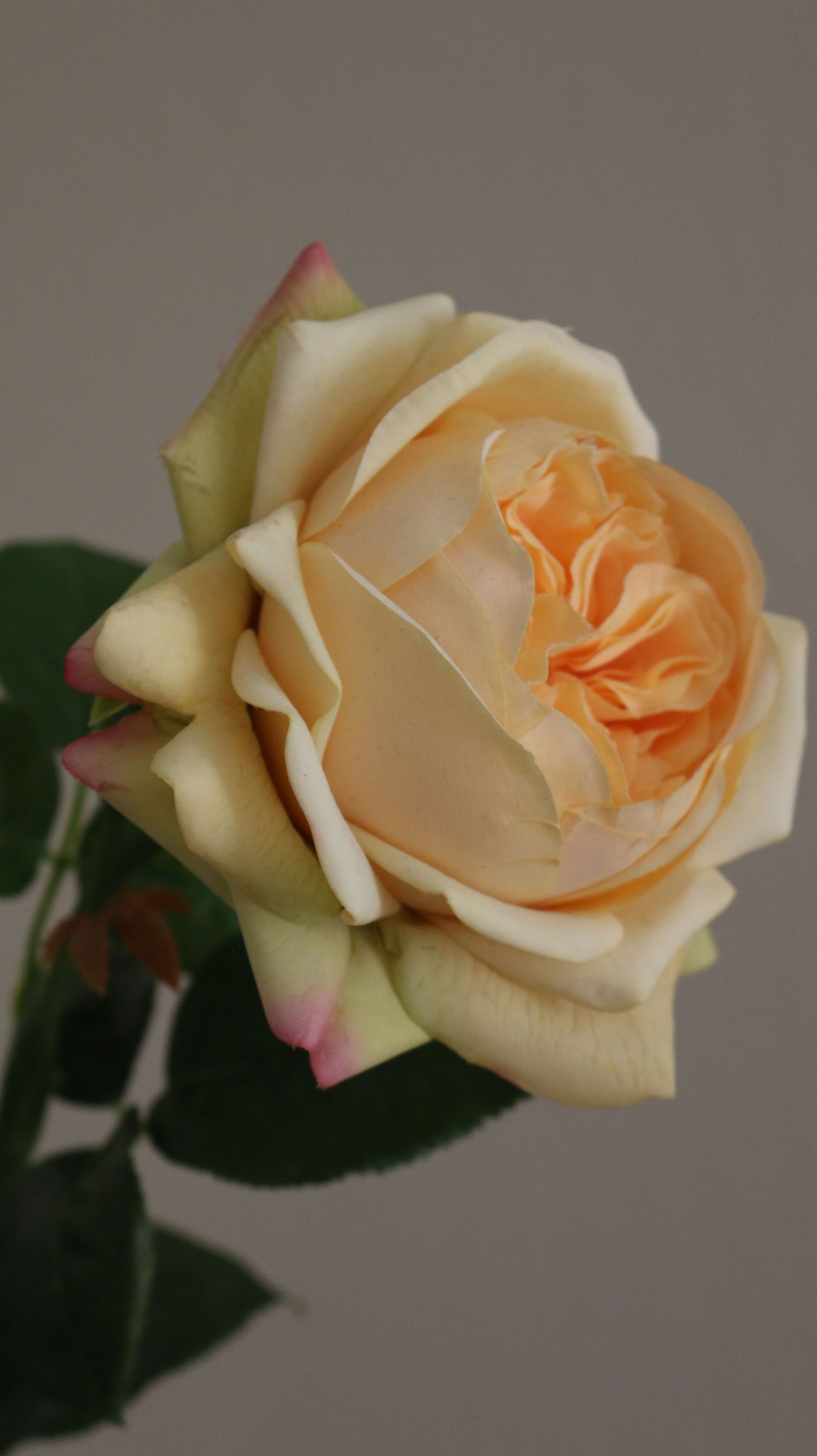 Austin Rose