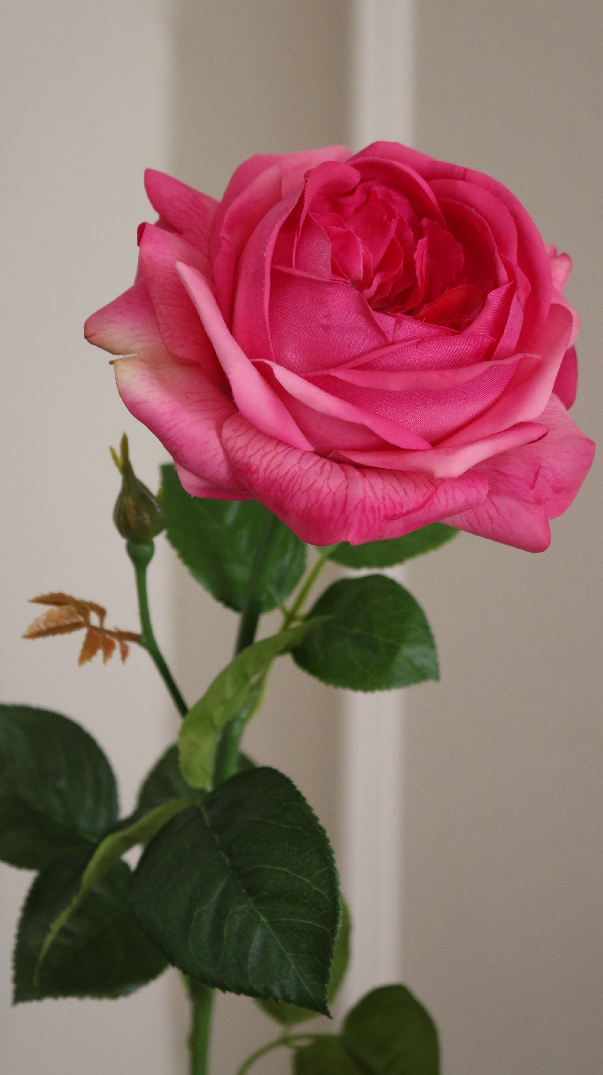 Austin Rose