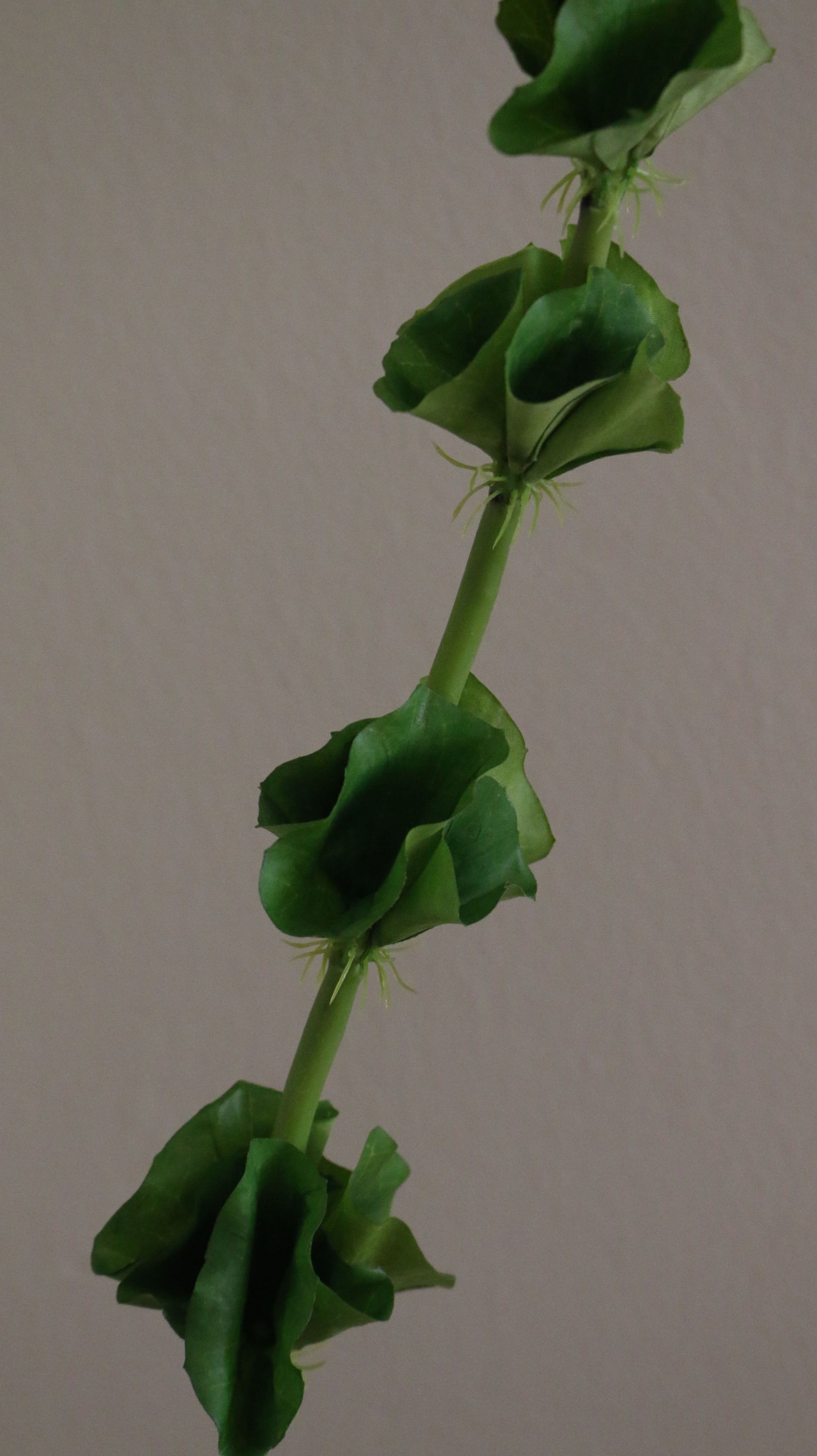 Bells of Ireland