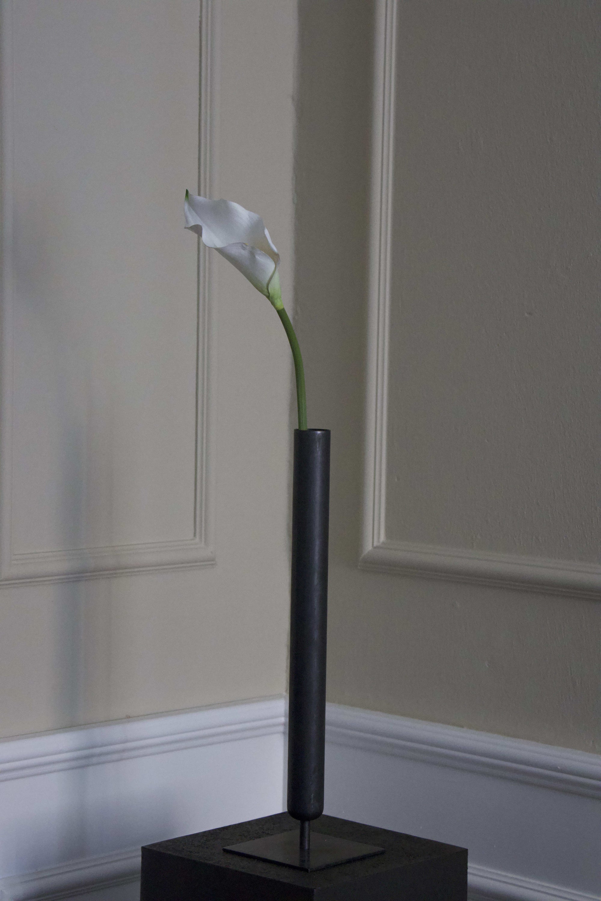 Calla lilje