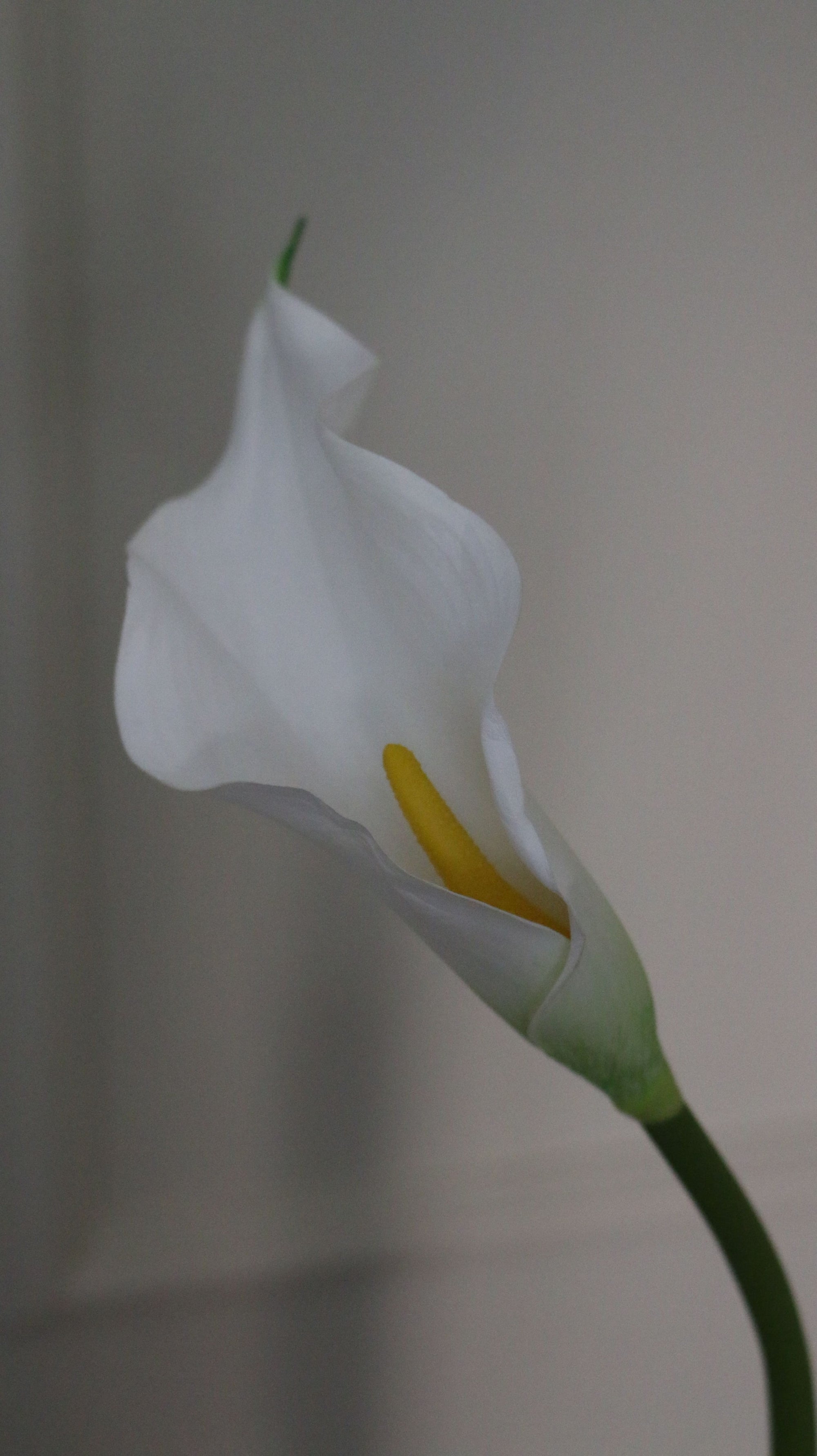 Calla lilje