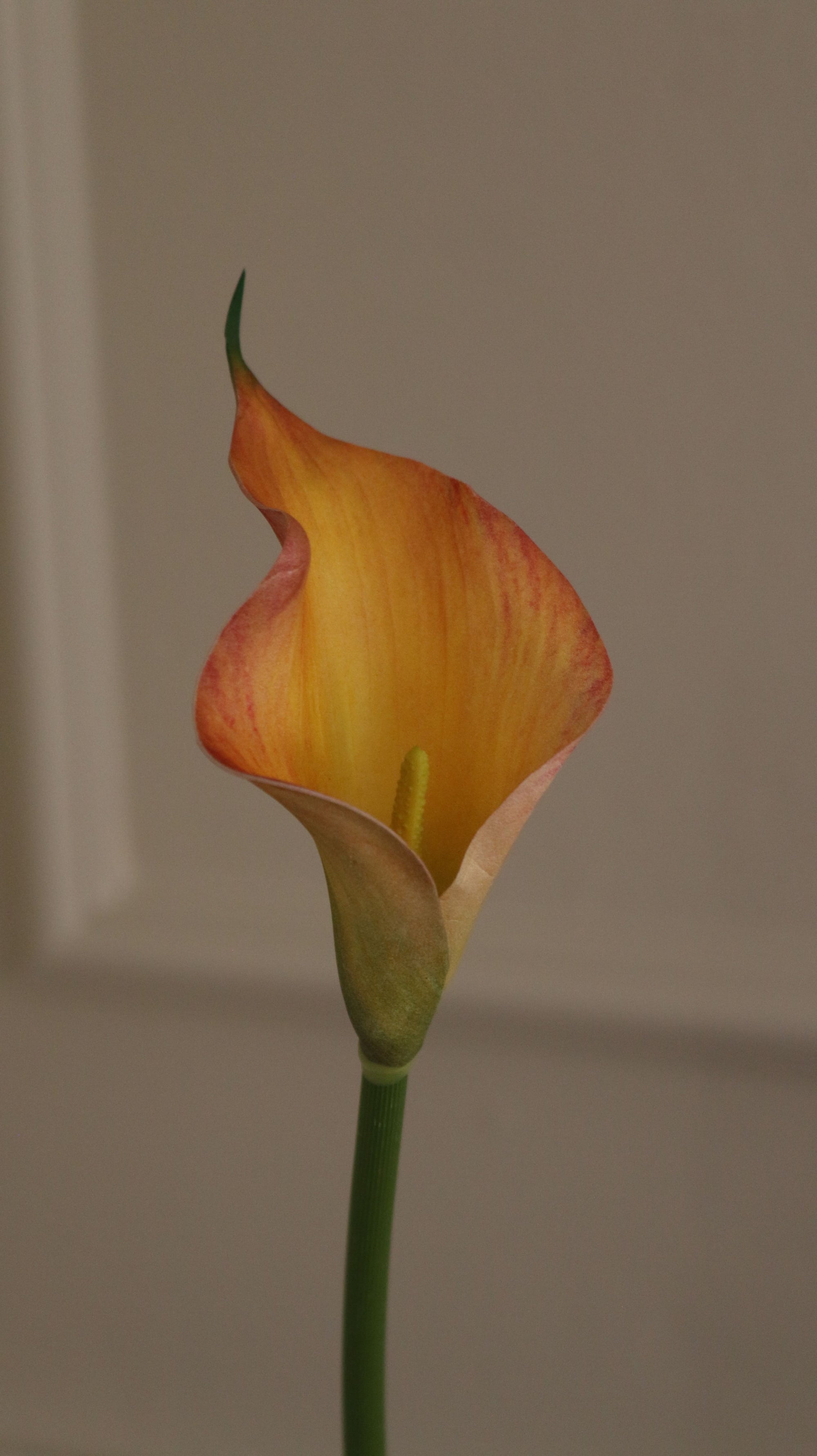 Calla Lilje Small