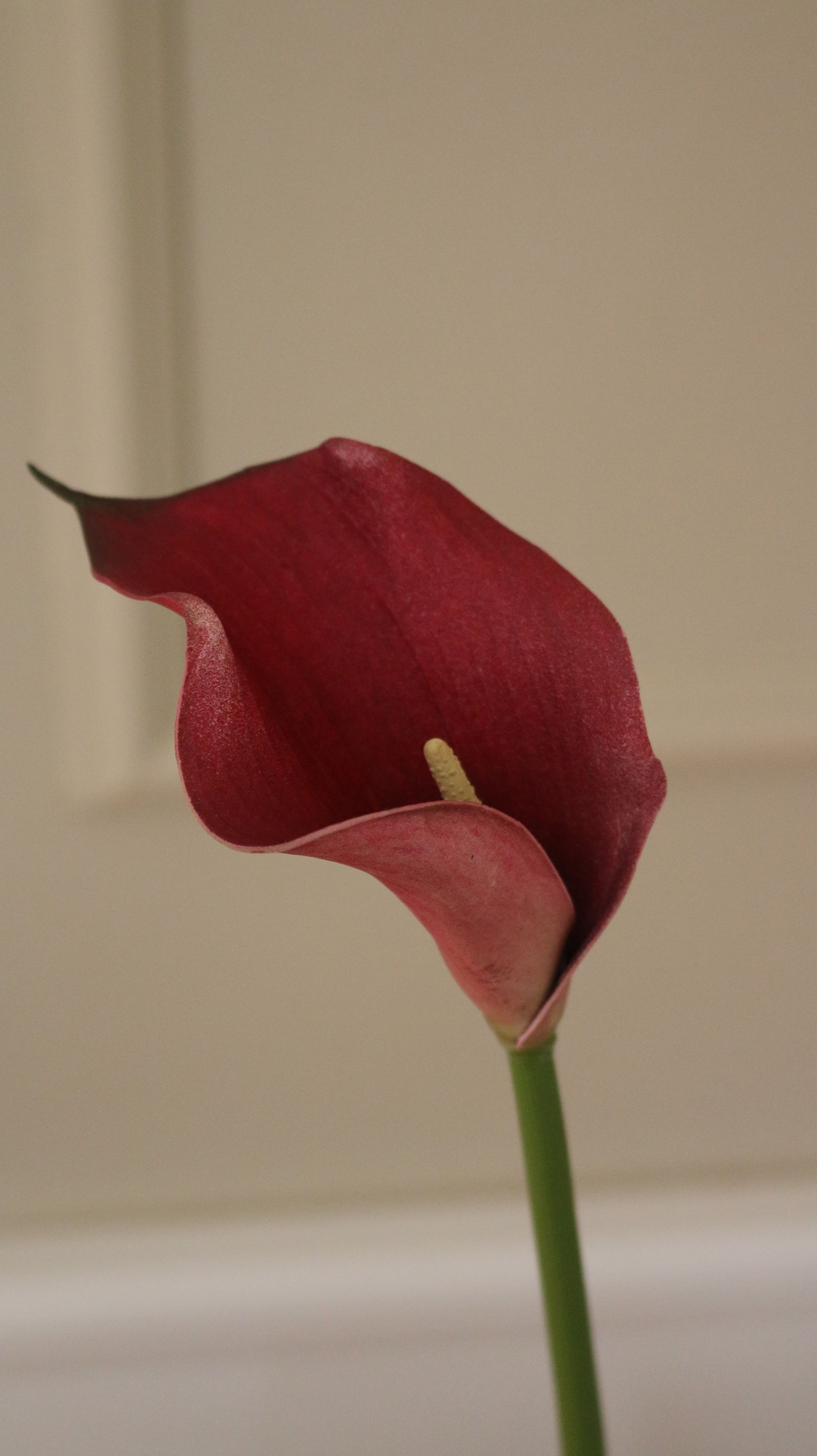 Calla Lilje Small