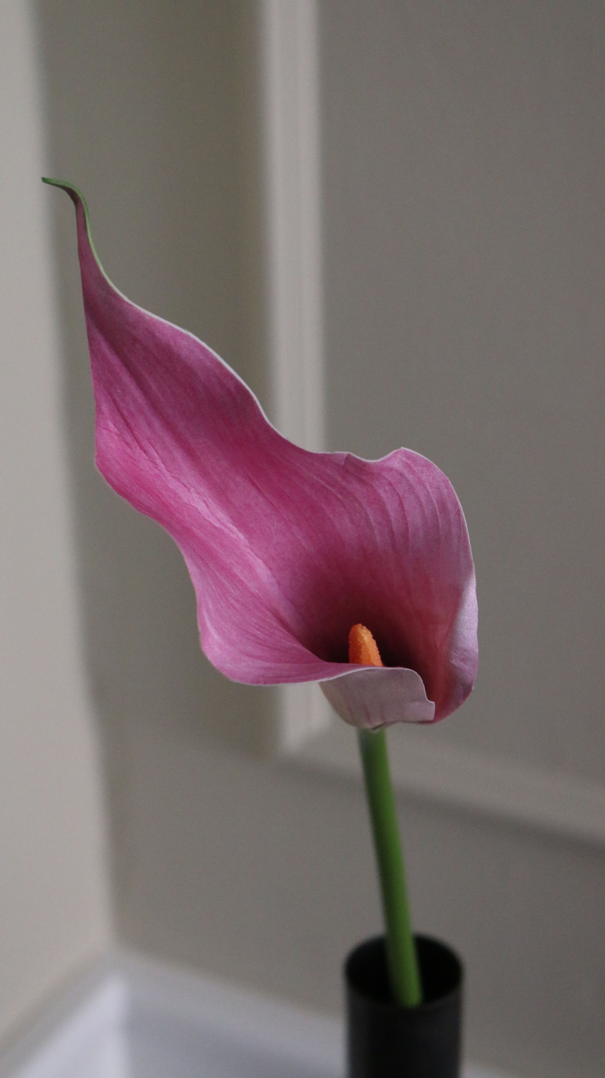 Calla lilje