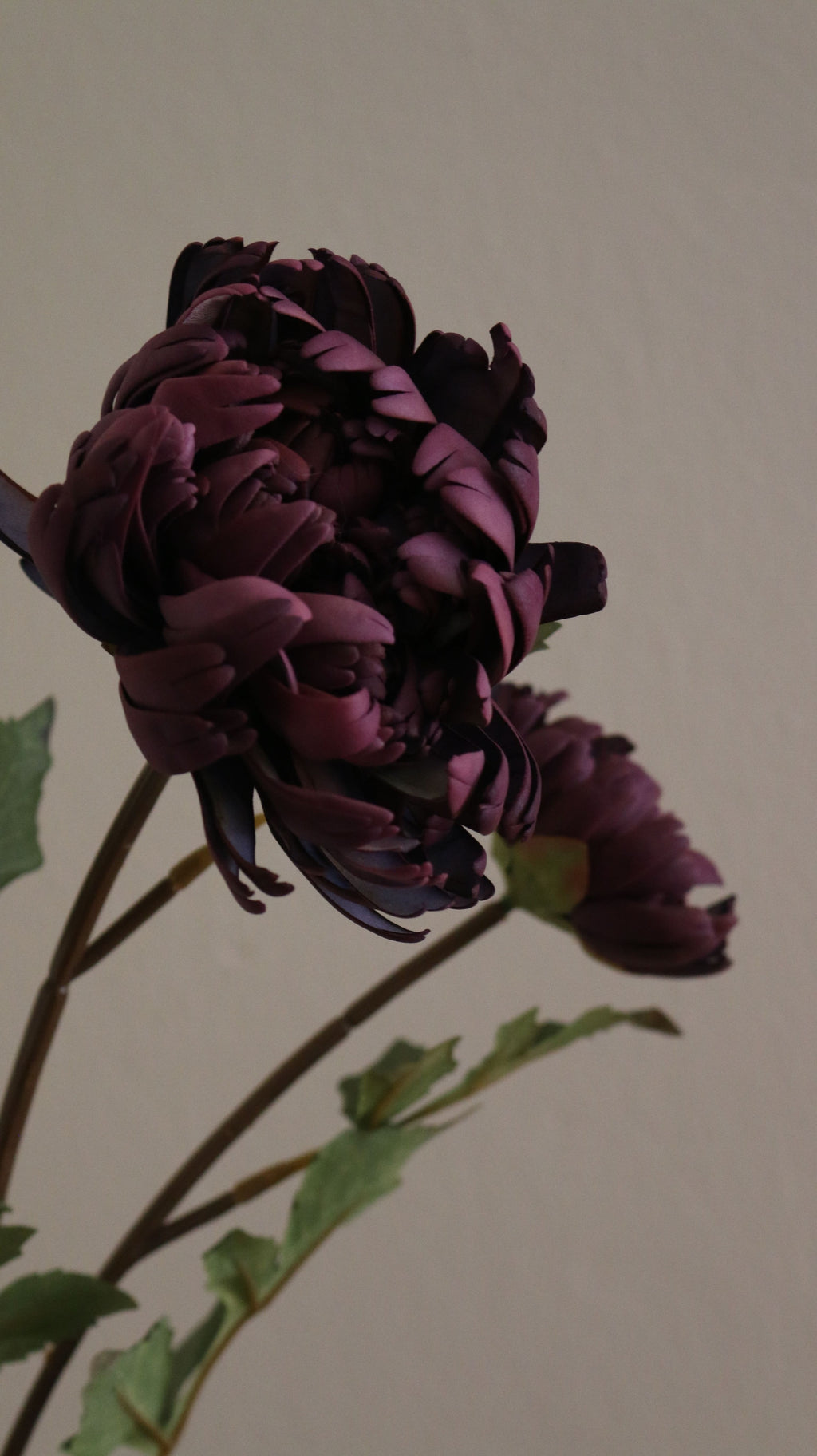 Duo Chrysanthemum