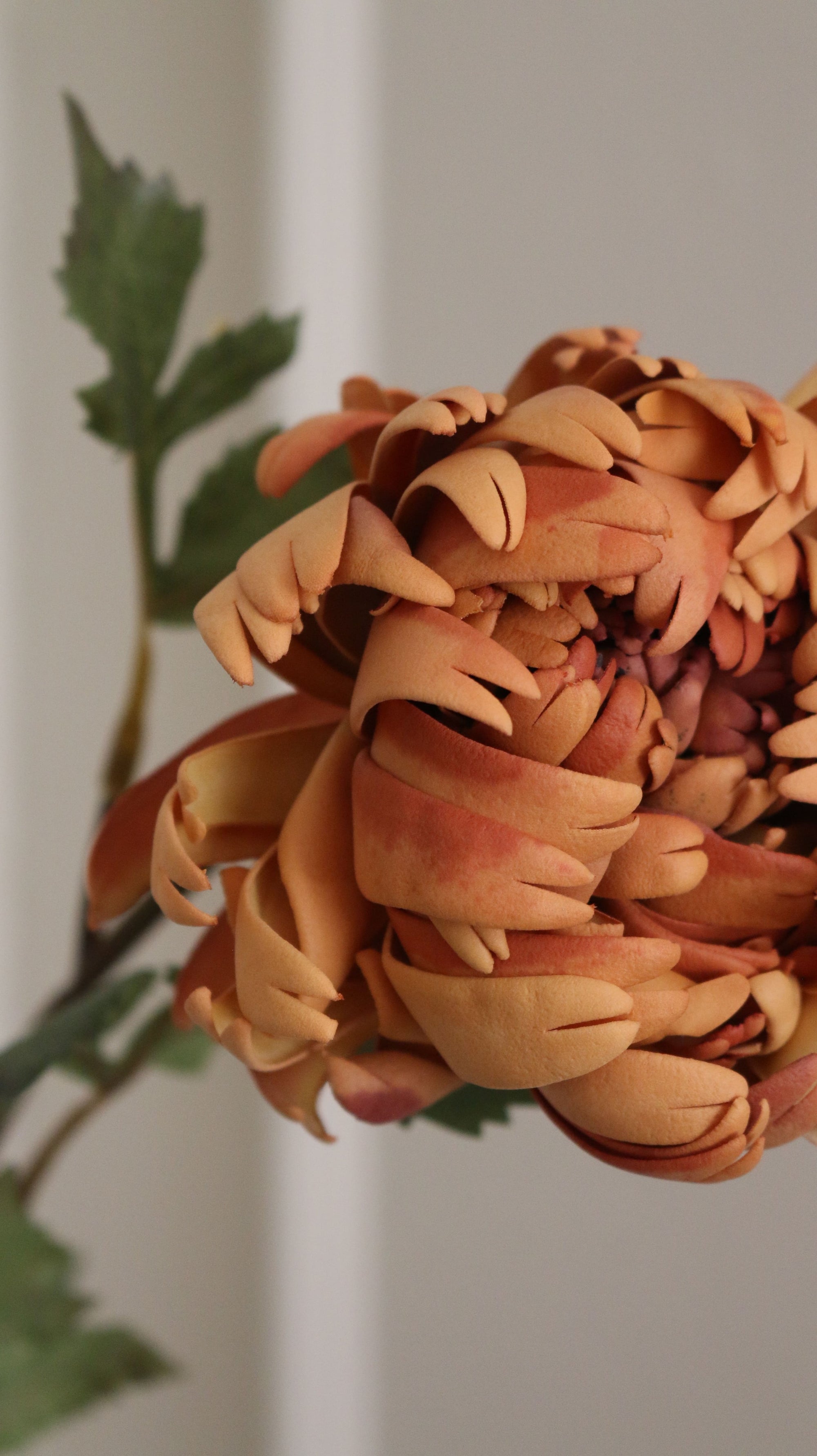Duo Chrysanthemum